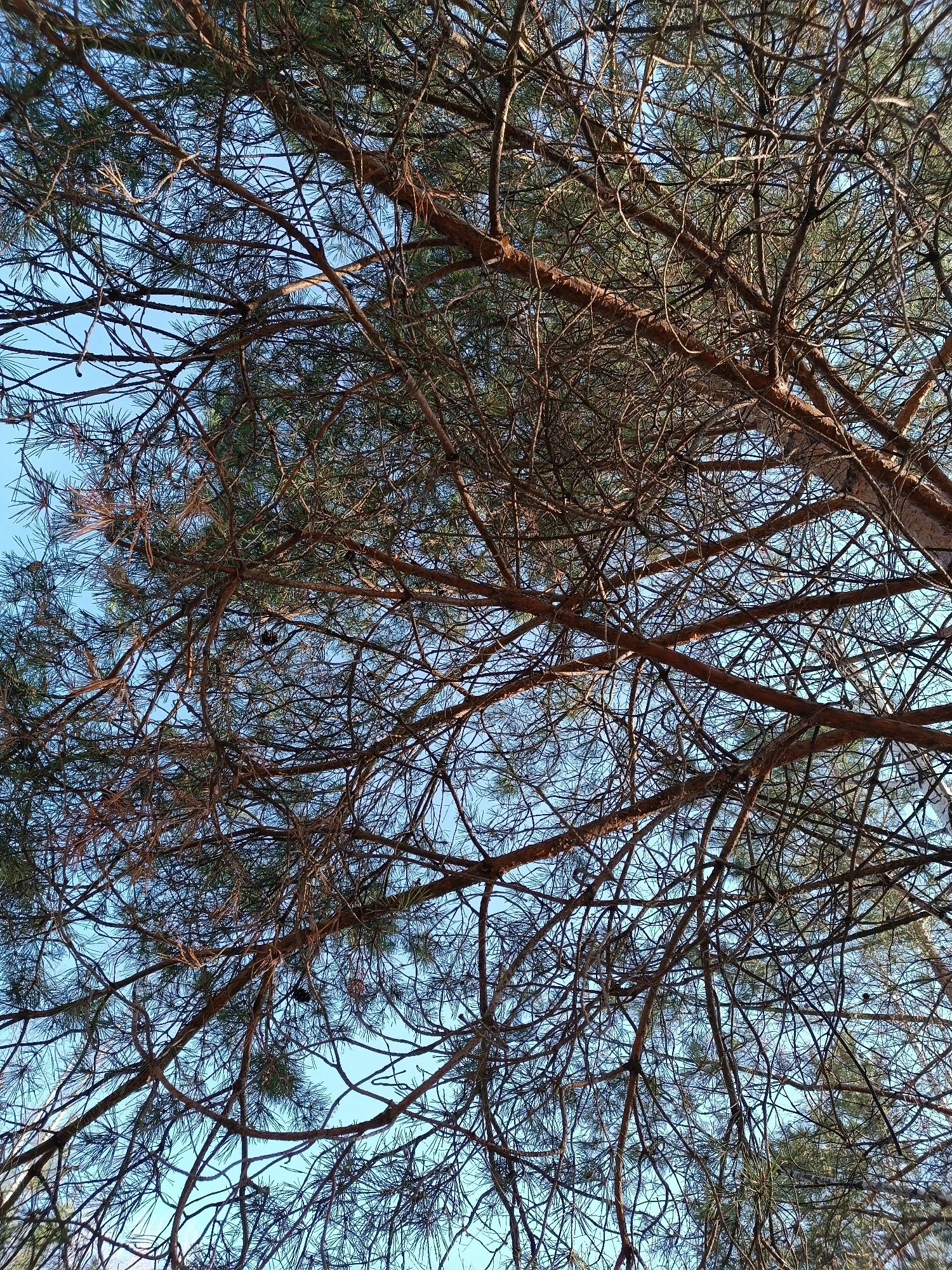 The image depicts a view looking up into the branches of a coniferous tree, possibly a pine, against a clear blue sky. The branches are bare in some areas, while others are covered with dense green needles. Several small pine cones are visible among the needles. The location is identified as Chaikovsky, Russia. There is no further contextual information provided.