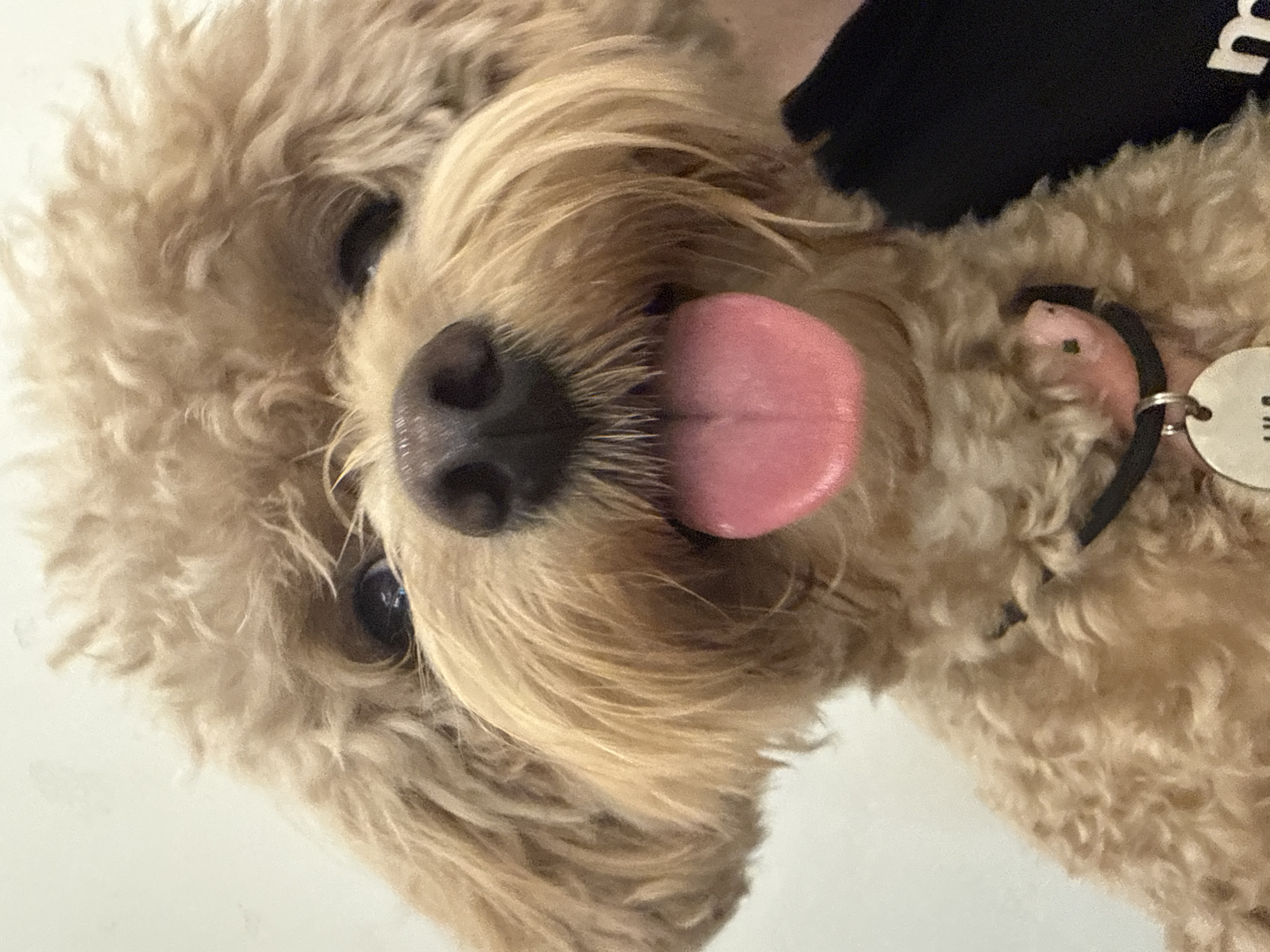 A close-up, head-on, eye-level shot focuses on a light brown poodle-mix dog with its pink tongue hanging out. The dog's fur is curly and appears fluffy, framing its face. Its dark eyes are visible, and its wet, black nose is prominent. A black collar with a silver tag and a small pink charm is around its neck. The dog's head is tilted slightly to its right. The background is a plain, light-colored wall. The image is likely taken indoors, potentially in a home environment in Uzhhorod, Ukraine.