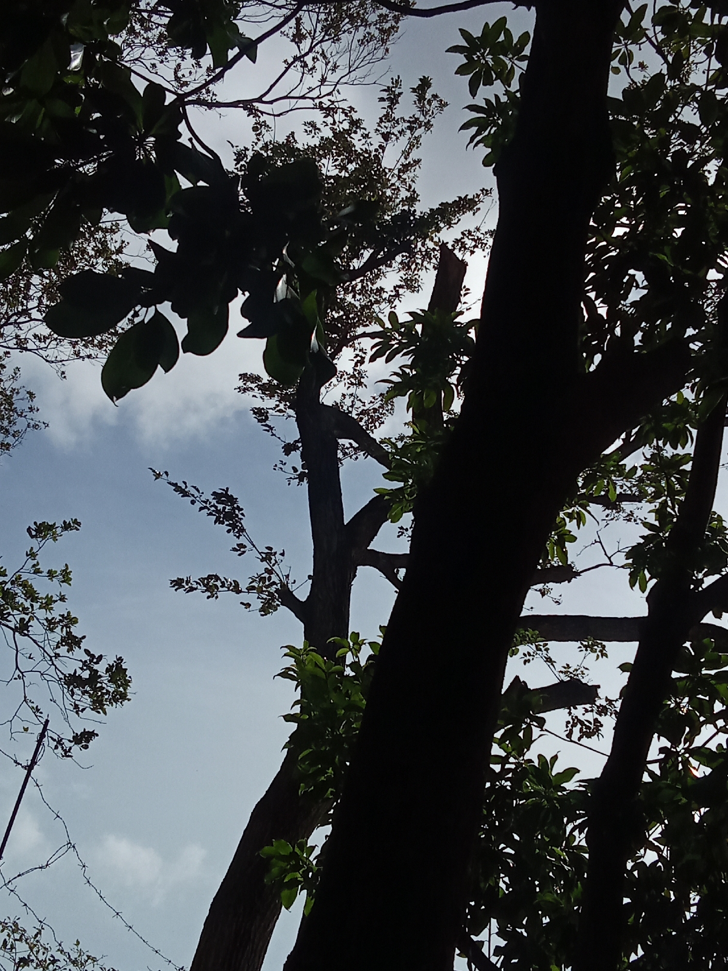The image depicts a view looking up into the canopy of trees, with a pale blue sky visible through the branches. The tree trunks are dark and silhouetted, while leaves are a mix of dark green and lighter green hues. One or two trees appear to have been pruned. The location of the scene is Juan Griego, Venezuela.