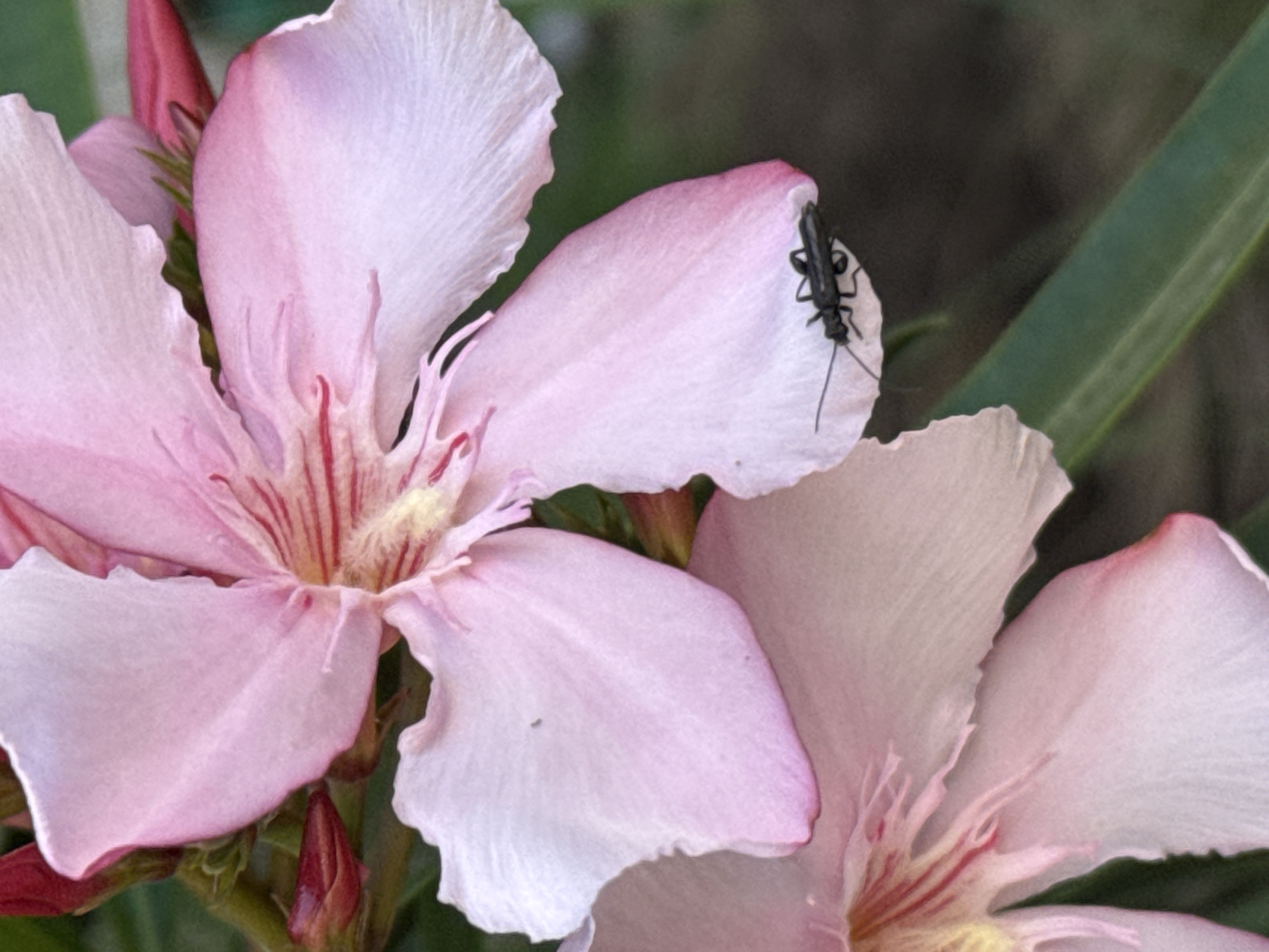 The image shows two pink and white oleander flowers in bloom. A small, black insect with long antennae sits on the petal of the upper flower. Green foliage is visible in the background. The image could have been taken in the city of Boreti, Montenegro, given the location provided.