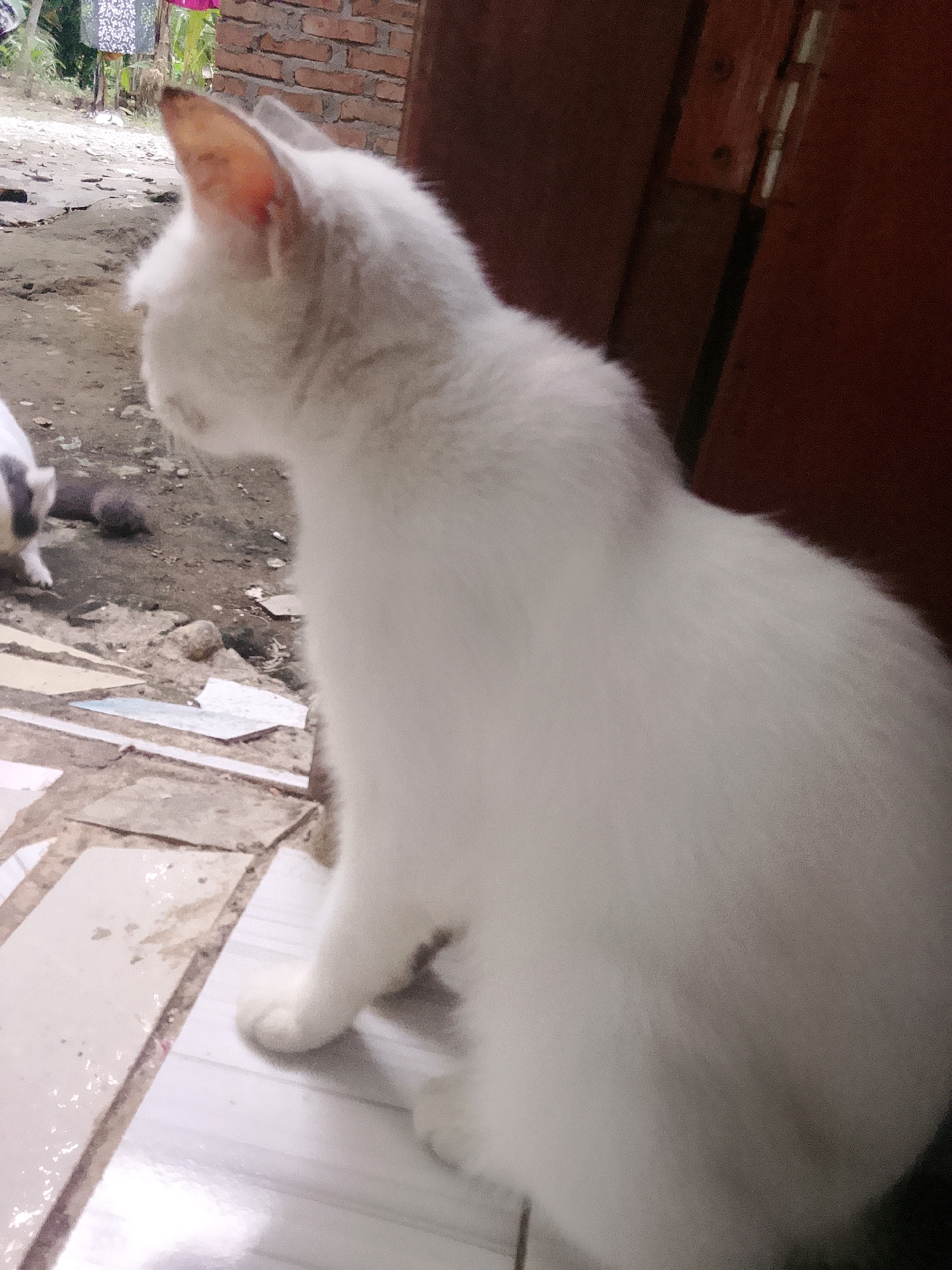 A white cat with visible ear and neck fur is positioned in the foreground, facing left and looking away from the camera. The cat is sitting on a light-colored tiled surface. Behind the cat, the environment appears to be an outdoor or semi-outdoor area. To the left, there is a glimpse of another animal, possibly a cat, with gray and white fur, standing on a dirt and debris-covered ground. In the background, a brick wall is visible, and beyond that, there are some hanging garments and foliage, suggesting a residential setting. The overall scene appears to be in an urban or semi-urban environment in Karang Gading, Indonesia, characterized by dirt ground, tiled areas, and basic structures.