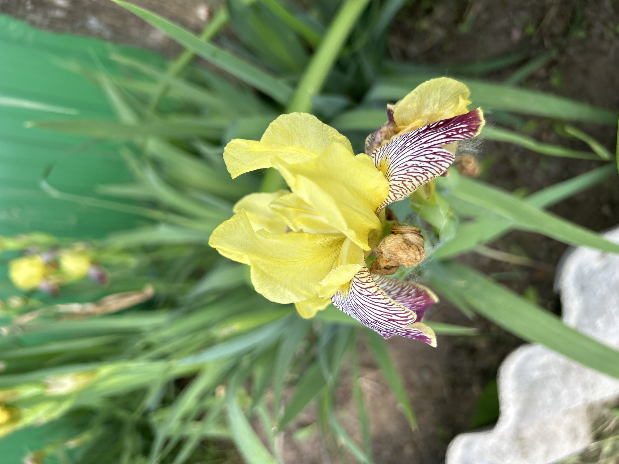 The image depicts a single, fully bloomed iris flower in an outdoor garden setting in Chaikovsky, Russia. The flower is centrally positioned and in sharp focus. Its upper petals (standards) are solid bright yellow. The lower petals (falls) exhibit a prominent pattern of deep maroon/purple longitudinal stripes on a white background, transitioning to yellow near the center of the flower. Dried, light brown remnants of previous flower parts are visible at the base of the falls.
Surrounding the flower is abundant, out-of-focus green foliage consisting of long, blade-like leaves. In the upper right quadrant, a blurred, solid bright green vertical surface, consistent with a fence or wall, is visible. The ground beneath the plant is dark brown, bare earth, visible in various sections of the background. In the lower left corner, two blurred, irregular white objects, possibly concrete or stone, are partially visible. The scene is illuminated by natural light. No people or animals are present.