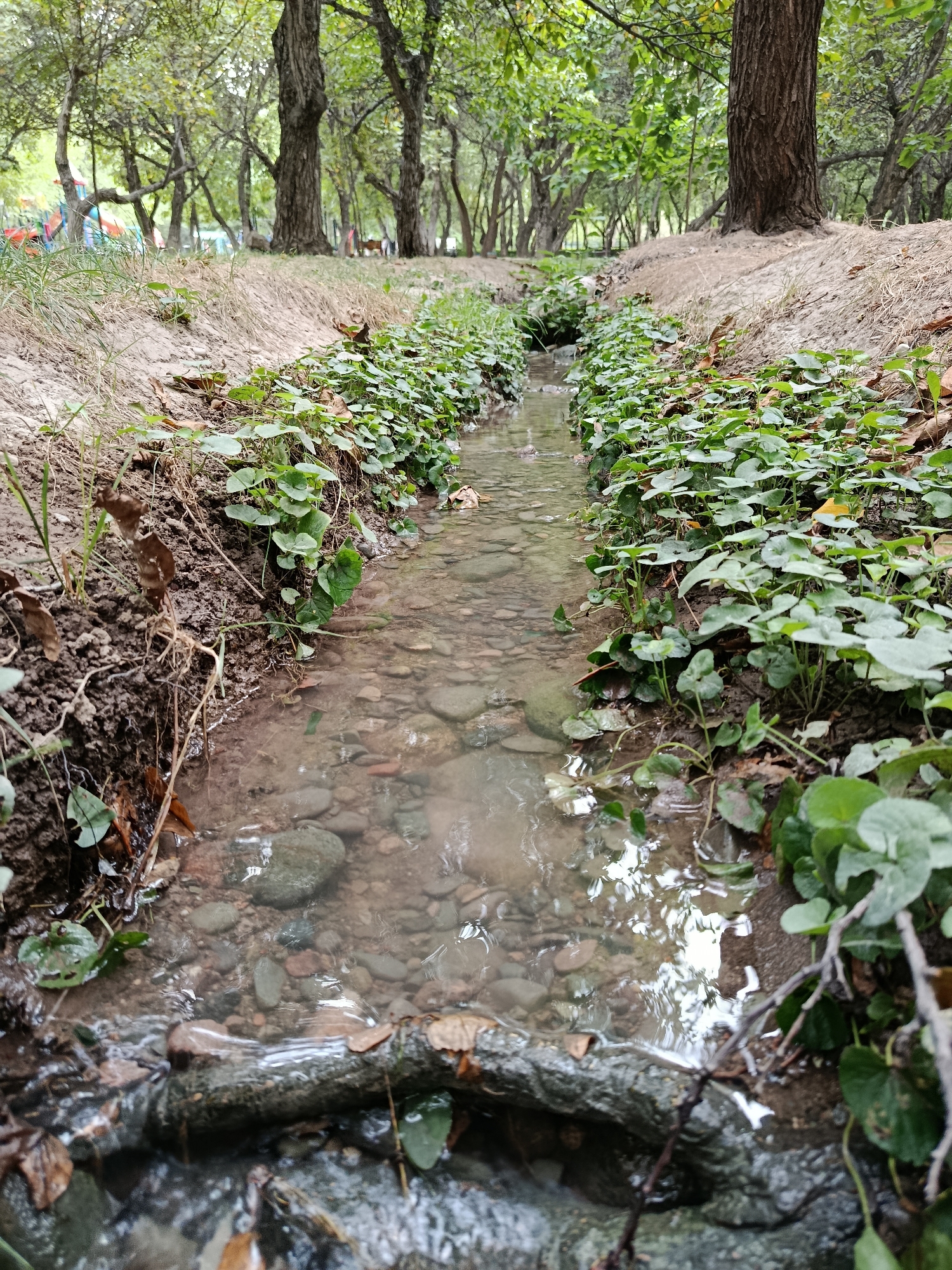 The image depicts a small, shallow stream flowing through a park-like setting. The stream is lined with lush green plants and foliage on both banks, with visible pebbles and rocks at the bottom of the stream. The surrounding environment consists of mature trees with thick trunks, suggesting a natural or well-established park area. In the background, the park appears to have recreational elements, possibly a playground with colorful structures visible. The scene is natural and serene, with the water appearing clear and reflecting the overcast sky. This specific location is within the city of Bishkek, Kyrgyzstan, likely in a public park or green space.