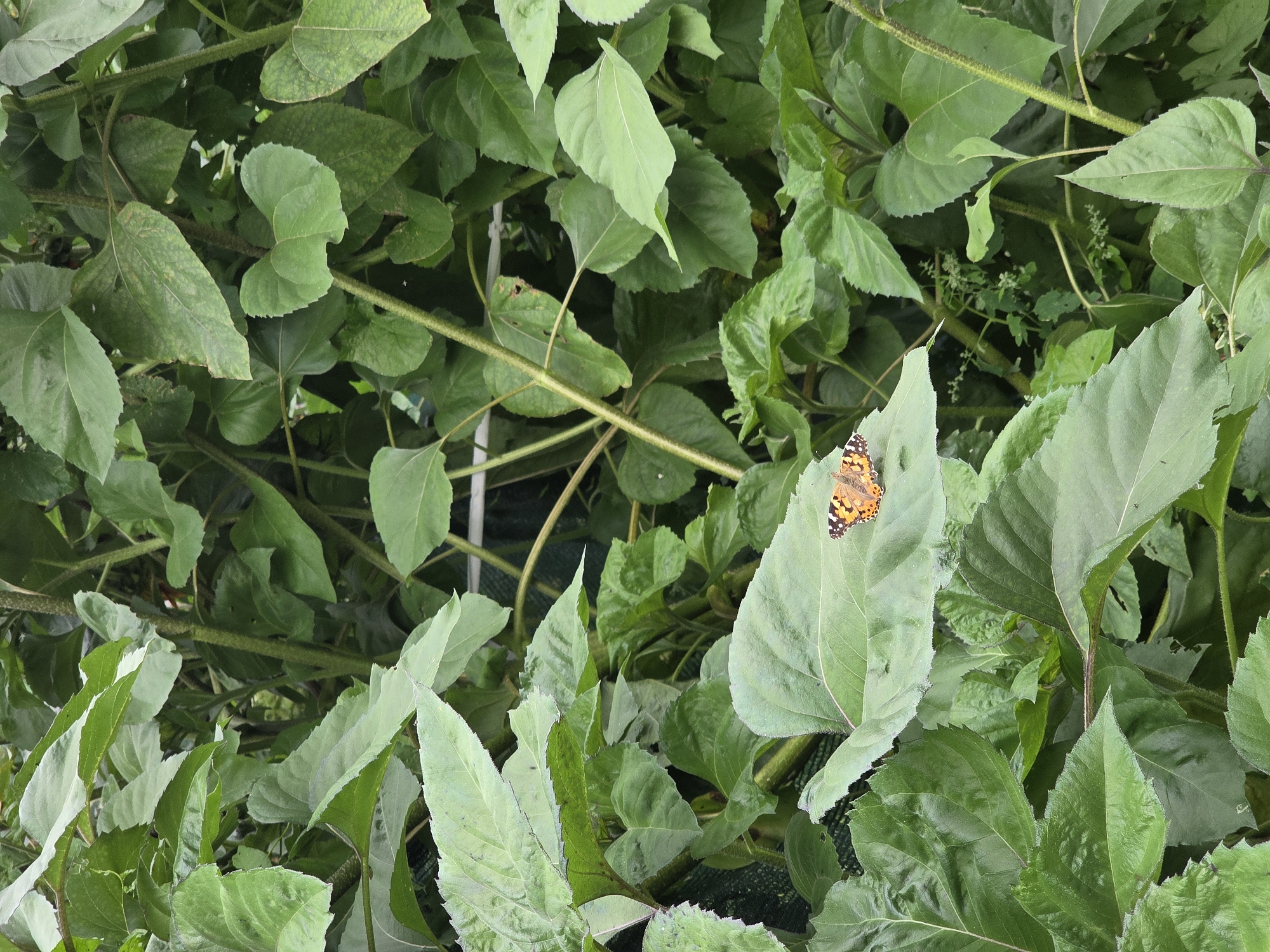 A butterfly rests on a large green leaf amidst a dense growth of plants, likely sunflowers, in Sosnovo, Russia. The butterfly, orange and black, is positioned on the left side of the leaf. The surrounding foliage is lush and green, with thick stalks and broad leaves creating a natural, overgrown environment. The scene is outdoors, with no visible human presence or man-made structures other than what appears to be a wire or string running horizontally through the upper background. The lighting suggests an overcast day or a shaded area.