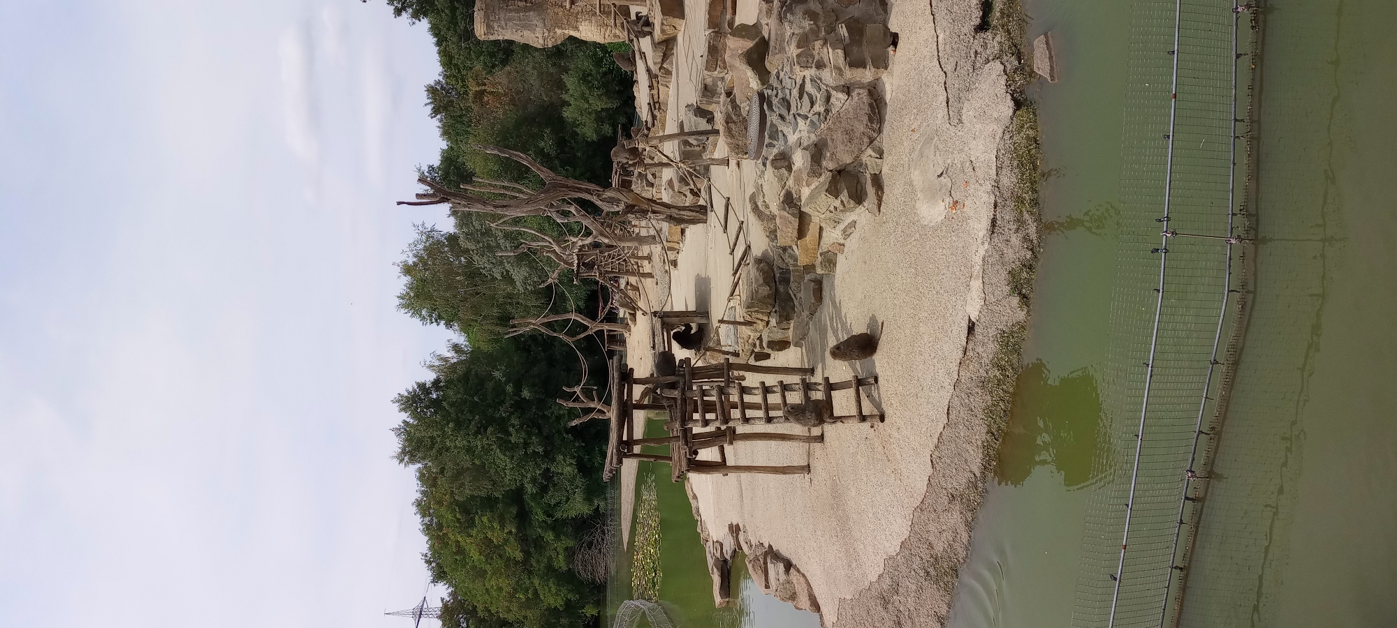 This image depicts an outdoor enclosure, likely at a zoo, featuring a rocky, sandy terrain with a body of water. Several primates, appearing to be monkeys, are visible within the enclosure. One monkey sits on a wooden ladder, another is on the sand next to the ladder, and at least two more are further into the enclosure. The environment includes constructed wooden structures, ropes, and natural rock formations, all designed to simulate a natural habitat. In the background, a dense forest borders the enclosure, and a body of water with lily pads is visible to the left. A fence separates the enclosure from the foreground body of water. The image captures a moment of relatively calm activity for the animals, with some interacting with their environment or resting. This scene is located at the Zoo Gelsenkirchen, Germany.