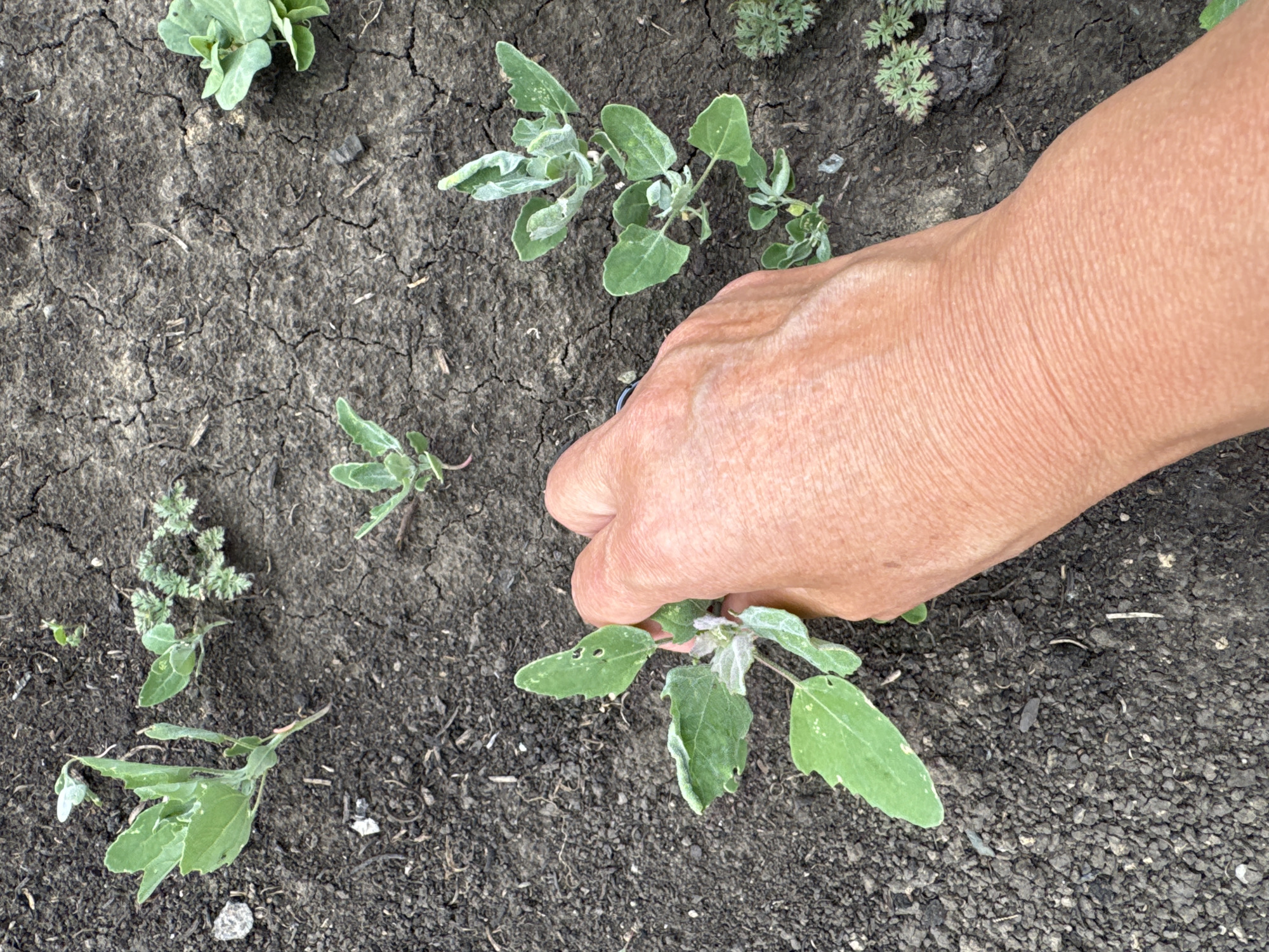 An overhead, close-up shot shows a person's hand in the lower right and center of the frame, gently holding a small, green plant with pale green, veiny leaves. The plant appears to be a seedling or a young weed. The ground is dark, dry soil with visible cracks. Several other small plants, some appearing to be similar to the one being held, are scattered across the soil. The background is out of focus, but suggests an outdoor setting with more of the cracked soil and vegetation. The image does not contain information to determine the location in the city of Солонешное, Russia.