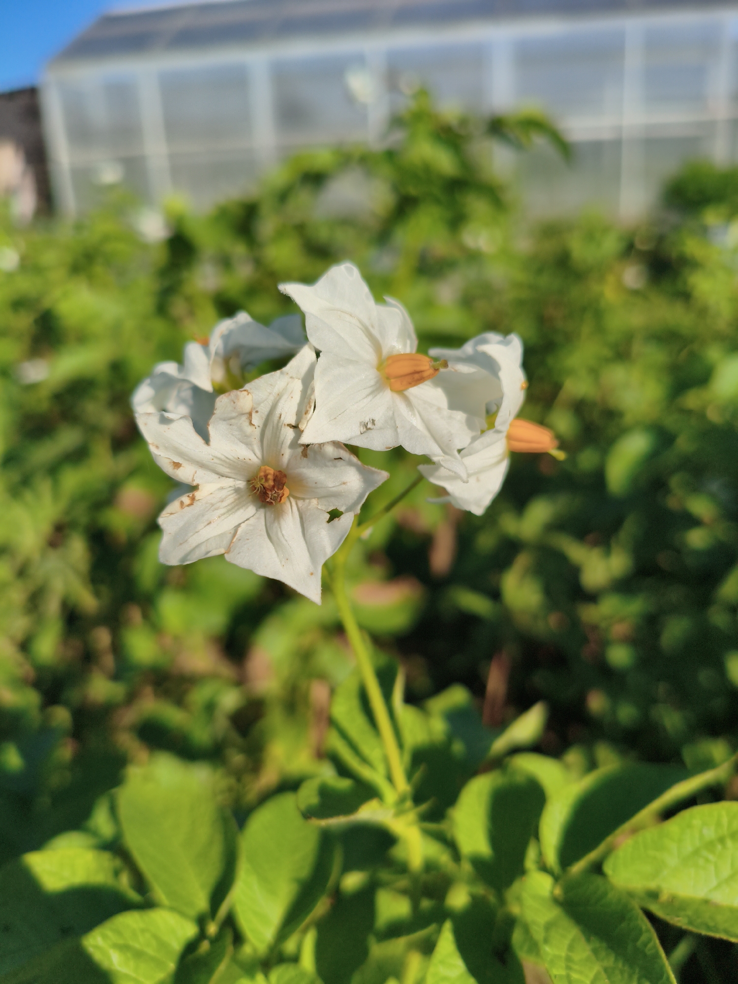 A close-up, eye-level shot focuses on a cluster of white potato flowers, each with five petals and prominent orange stamens, set against a blurred background of green foliage. In the upper portion of the image, a blurry, translucent greenhouse structure is visible under a bright blue sky. The scene appears to be in an outdoor garden setting, possibly in Rubtsovo, Russia, given the context provided. The lighting suggests it is daytime, with sunlight illuminating the flowers and casting soft shadows. There are no people or animals present.