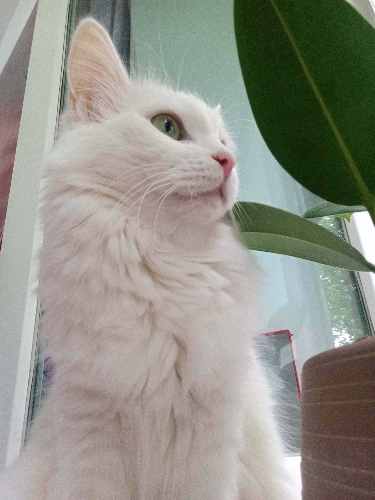 A white cat with green eyes sits on a windowsill, looking to the right. A large green leaf of a plant is to the right of the cat, and a brown potted plant is further to the right. The cat's fur is long and fluffy. The background is a window looking out onto trees. The scene is indoors, likely in a residential setting. No people are visible in the image. There is no information in the image to indicate the location in Belogorsk, Russia.