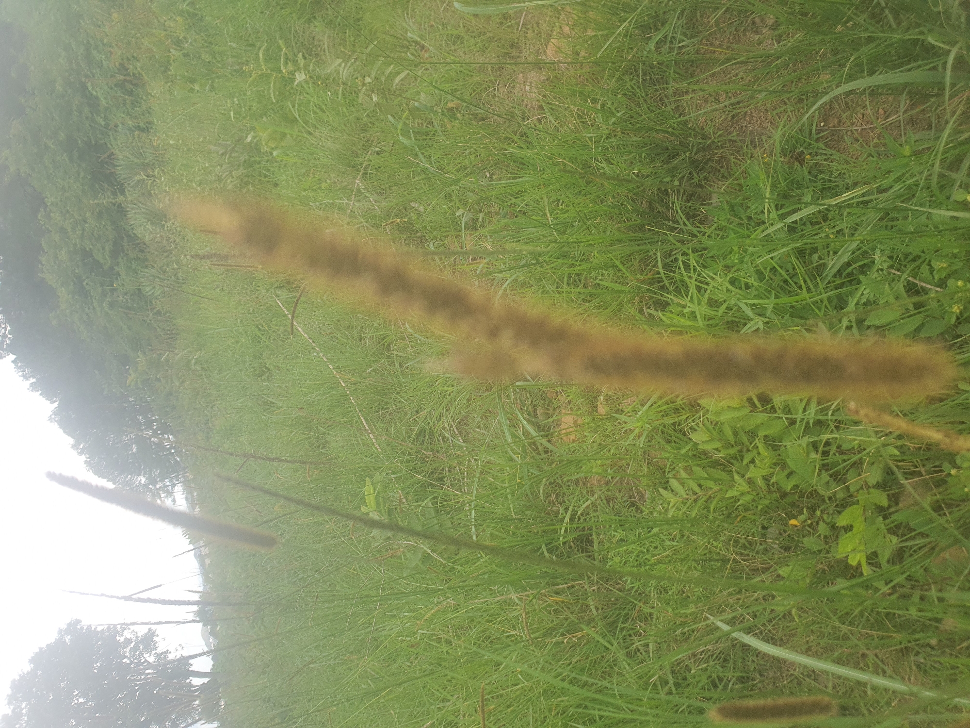 The image depicts a close-up view of tall, fuzzy seed heads of grass in a natural, overgrown environment. The foreground is dominated by these seed heads, with one particularly prominent and blurred in the center of the frame. The background consists of a dense field of green grass and vegetation, with a treeline and a hazy sky visible in the distance. The scene suggests a rural or undeveloped area, possibly a meadow or unkempt garden. No people or specific structures are visible. The lighting appears diffused and possibly overcast. This scene is not specific to any particular location within Jos, Nigeria, but rather represents a common natural landscape that could be found in many areas.