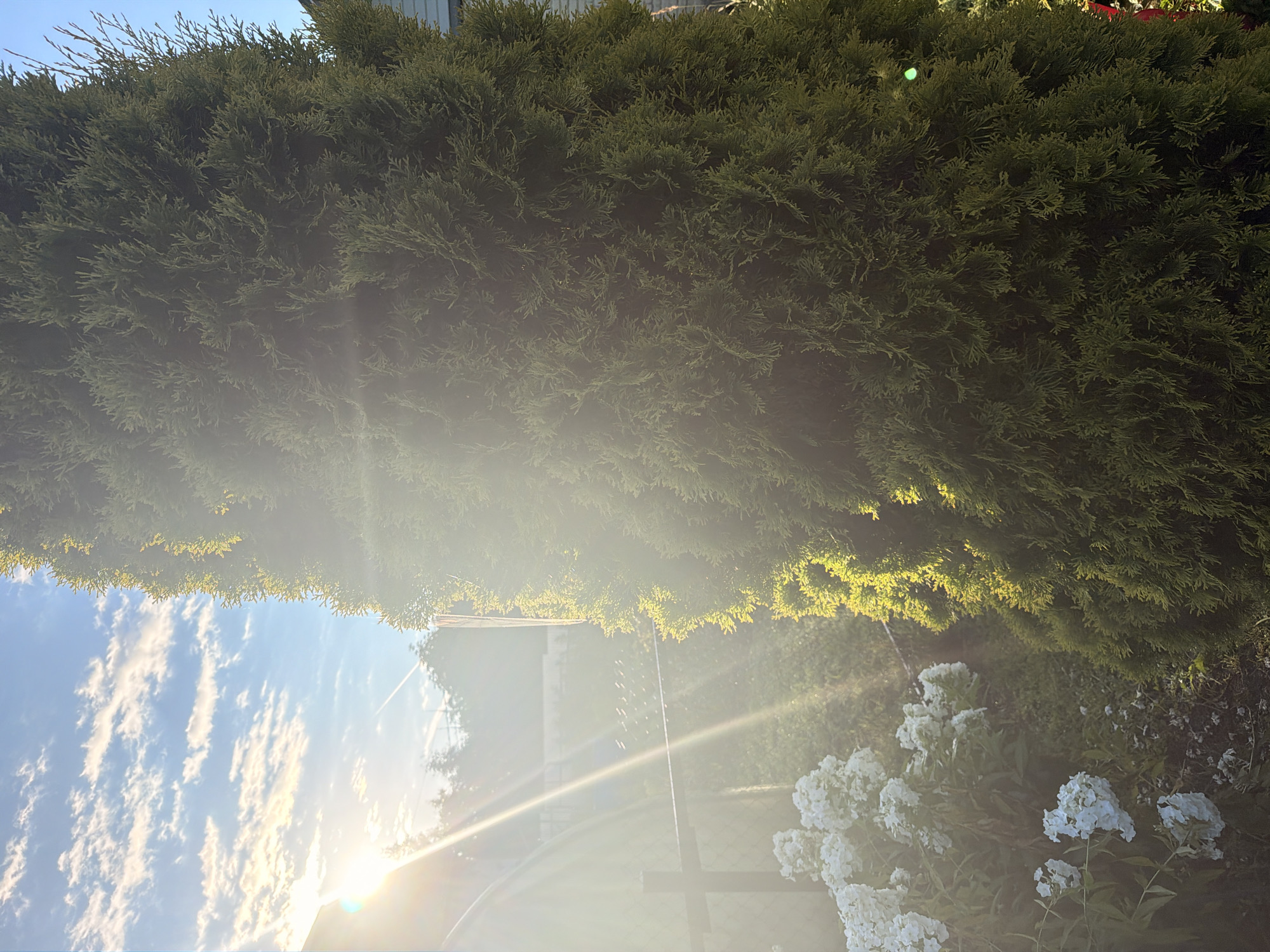 In Nakhabino, Russia, a tall, dense evergreen tree dominates the right side of the frame, its dark green foliage catching the sunlight. To the left, a patch of white flowers, possibly phlox, blooms near a black chain-link fence. The sun, positioned in the upper left quadrant, casts bright rays and lens flares across the scene, illuminating the sky with blue and scattered white clouds. The background suggests a residential area with distant trees and a building partially visible. The ground is covered in grass and fallen leaves.