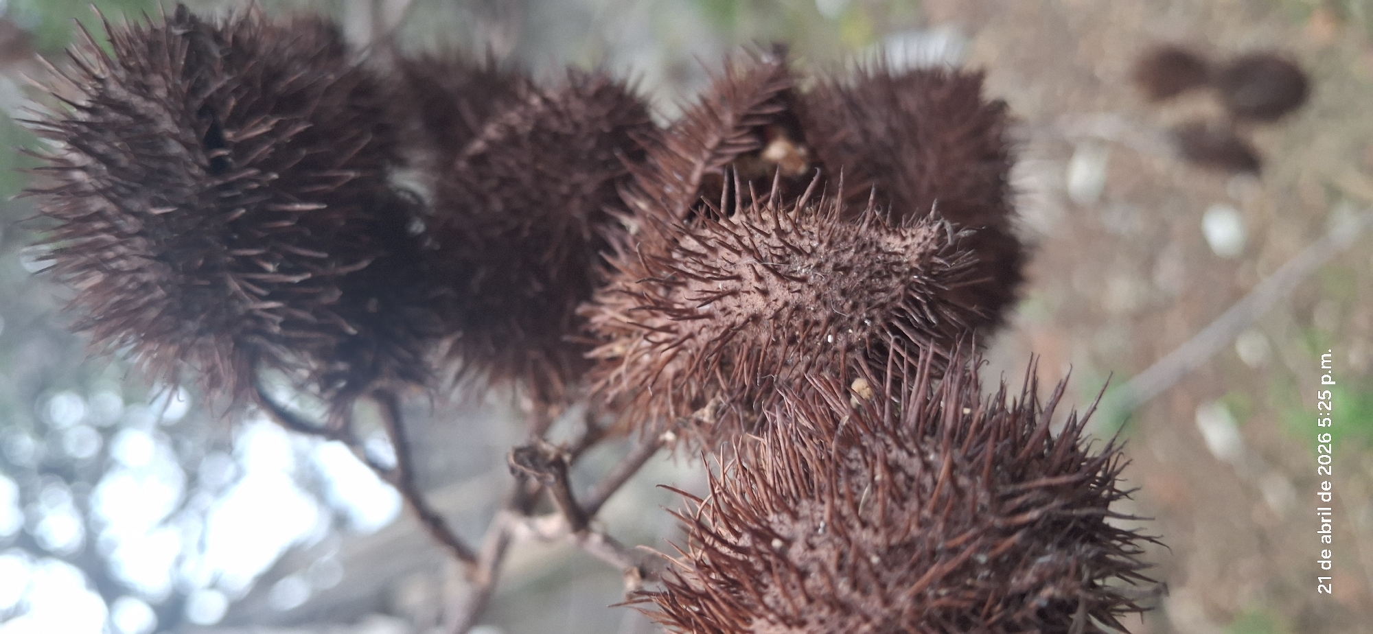 The image shows a close-up view of several brown, spiky seed pods or fruits clustered together on a thin, branched stem. The pods are spherical in shape and covered with numerous sharp, thorn-like projections. The background is blurred and indistinct, suggesting an outdoor environment. The date and time "21 de abril de 2026 5:25 p.m." are printed on the lower right corner of the image. Vallecito, Venezuela, is mentioned.