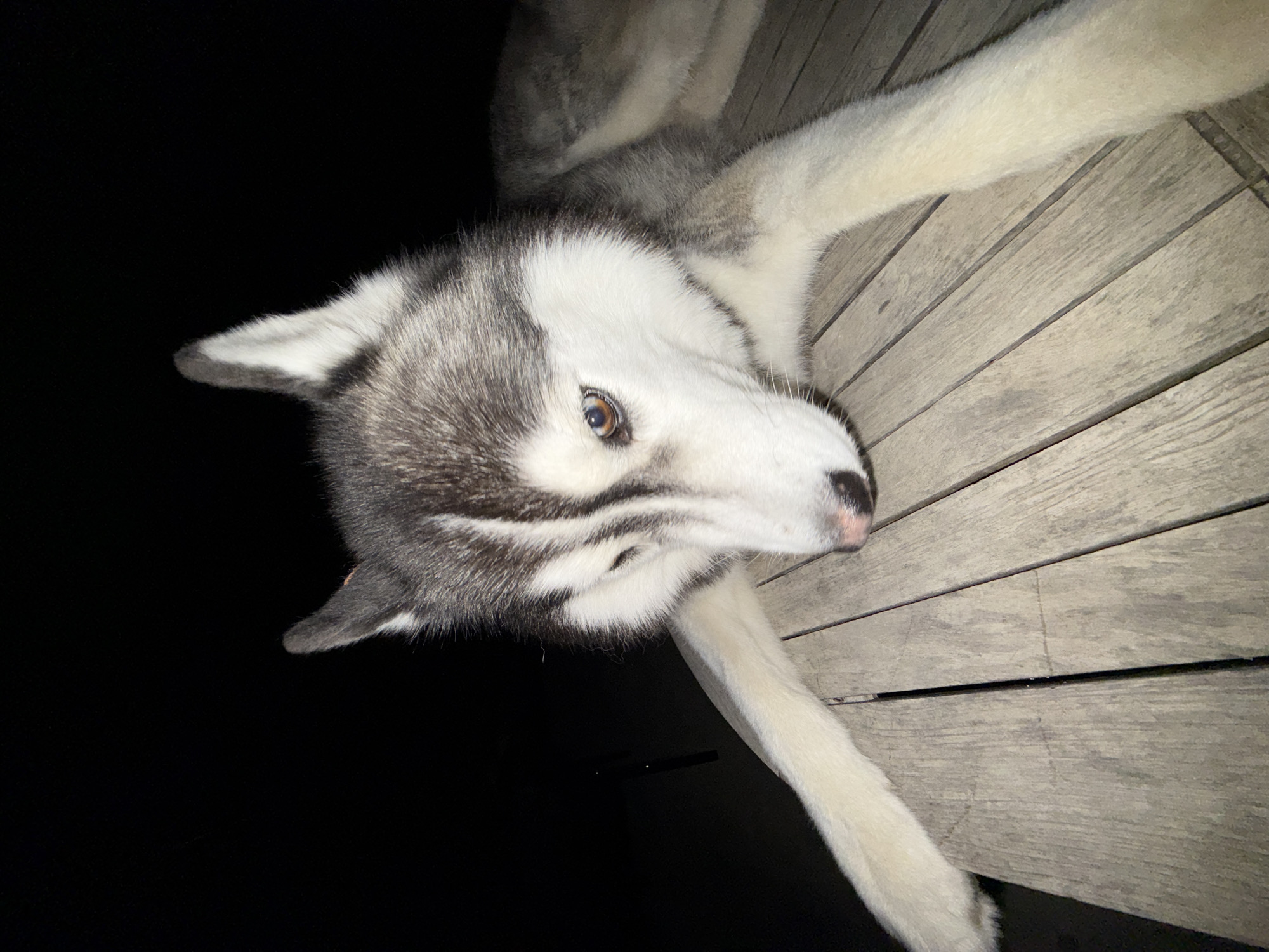 A husky dog is lying on a wooden table at night. The dog is a medium-sized breed with grey and white fur, distinctive markings on its face, and amber eyes. One eye is partially closed, giving the dog a thoughtful or sleepy appearance. Its front paws are extended on the table, and its body curves slightly to the right. The background is dark, suggesting an outdoor setting at night. The wooden table appears to be made of planks with visible grain and texture. There are no people or other animals in the image. The scene is devoid of any context that would place it in Lège-Cap-Ferret, France.