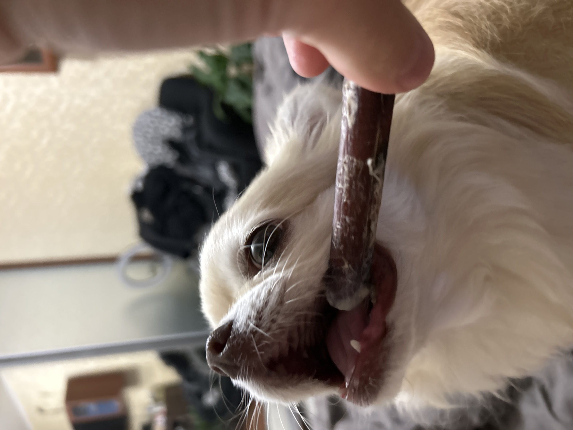 A close-up, low-angle shot shows a small, light-colored dog with its mouth open, chewing on a dark brown treat held by a person's hand. The dog's tongue is visible, and its eyes are looking upwards. In the blurred background, a closet with clothes and a plant can be seen. The image appears to be taken indoors, possibly in a residential setting. The location, Moskovskiy, Russia, is not discernible from the visual information provided in the image.