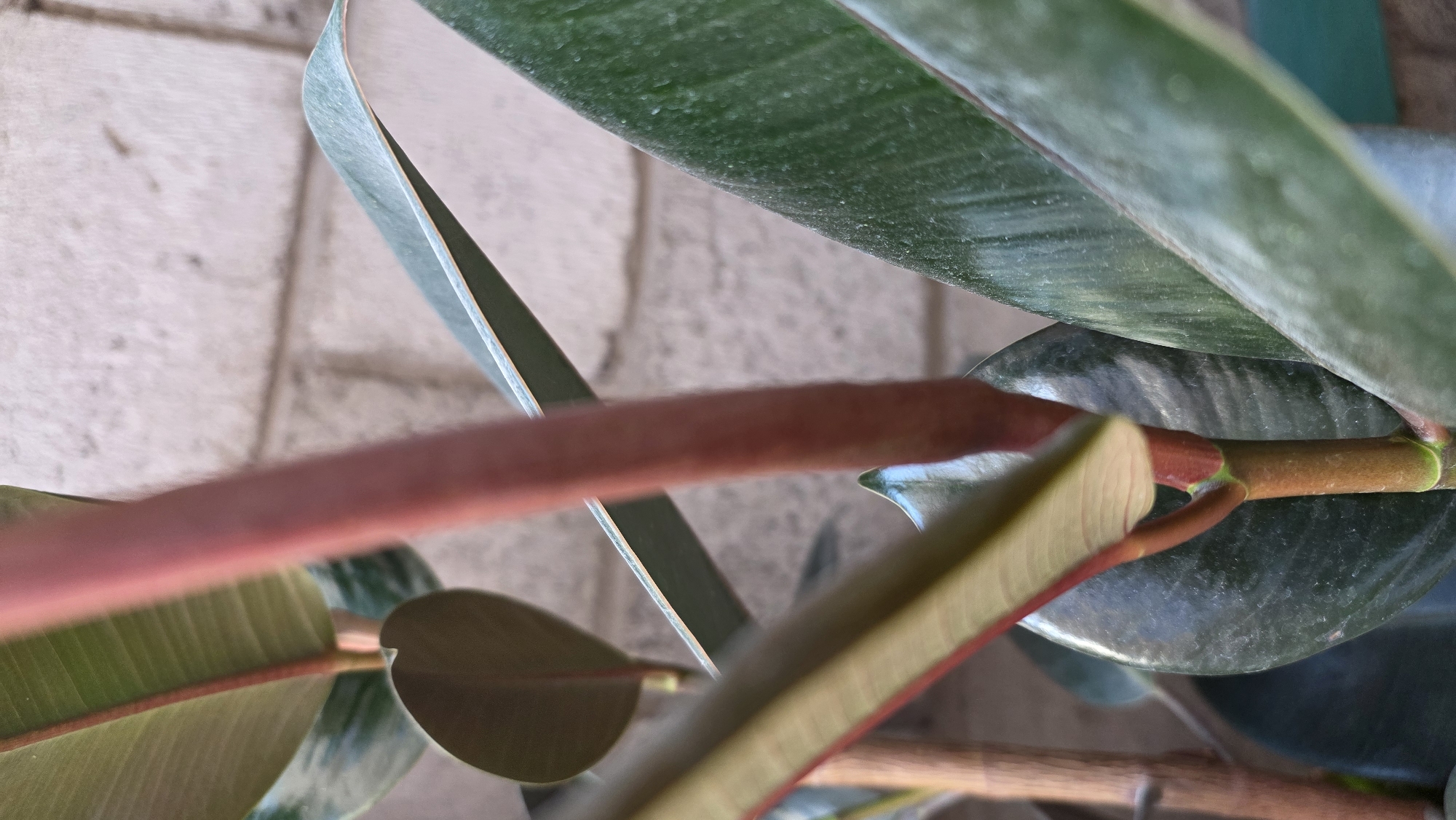 A close-up, upward-angled shot shows the reddish-brown stem and vibrant green leaves of a Ficus elastica plant. The plant is positioned against a backdrop of a light-colored, rough brick wall, suggesting an outdoor setting in Tokmok City, Kyrgyzstan. The lighting is natural, highlighting the textures and varying shades of green and red in the foliage. No people are visible.