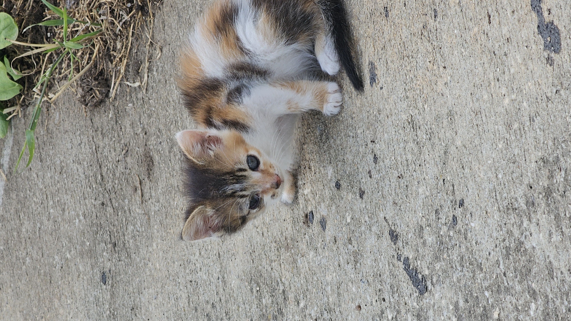 The image displays a small, tricolor domestic kitten situated on a light grey concrete surface in the city of Tsarkva, Bulgaria. The kitten exhibits a fur pattern composed of white, orange-tan, and dark brown/black patches. Its left eye (viewer's perspective) shows a slight accumulation of discharge. The animal is crouched low, with its head slightly angled towards the viewer, and its front paws partially obscured. A segment of its dark-colored tail is visible in the lower right portion of the frame. The concrete ground is textured and contains several small, irregular dark spots. In the upper right section of the image, an area of dark soil is visible, containing green grass blades and dry organic matter. The scene is illuminated by ambient natural light.