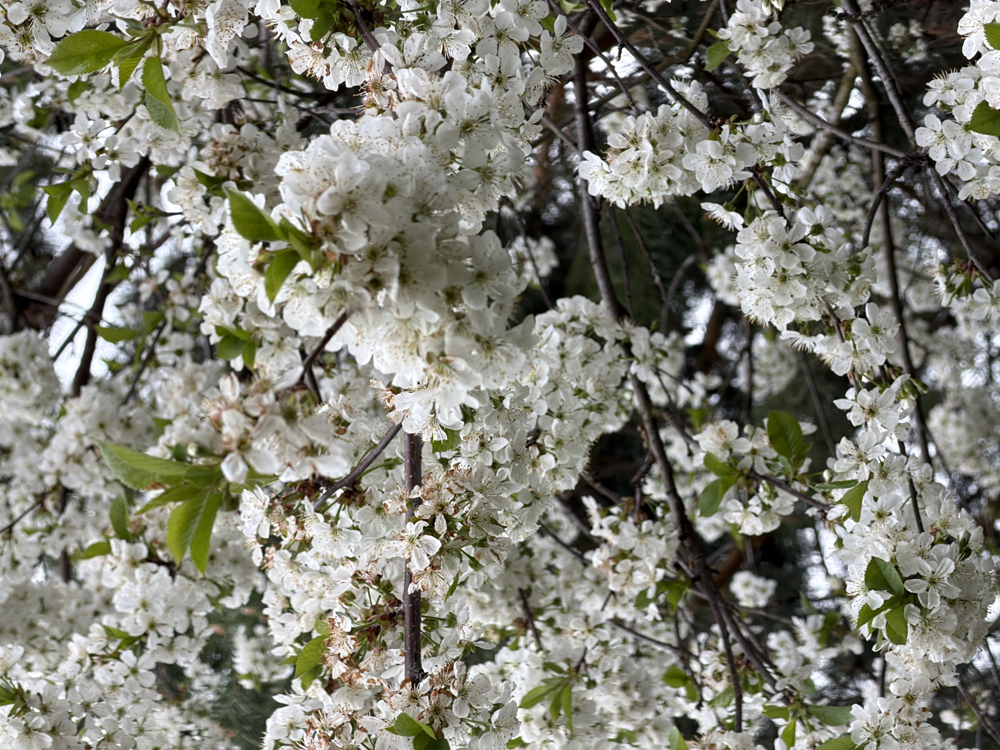 The image shows a close-up view of a tree in full bloom with small white flowers and some green leaves. The branches are visible, and the background is slightly blurred, suggesting an outdoor location. Given the prompt mentions Zimyonki, Russia, it can be inferred that this image was taken in that location, although there is no specific landmark visible in the frame to confirm this.
