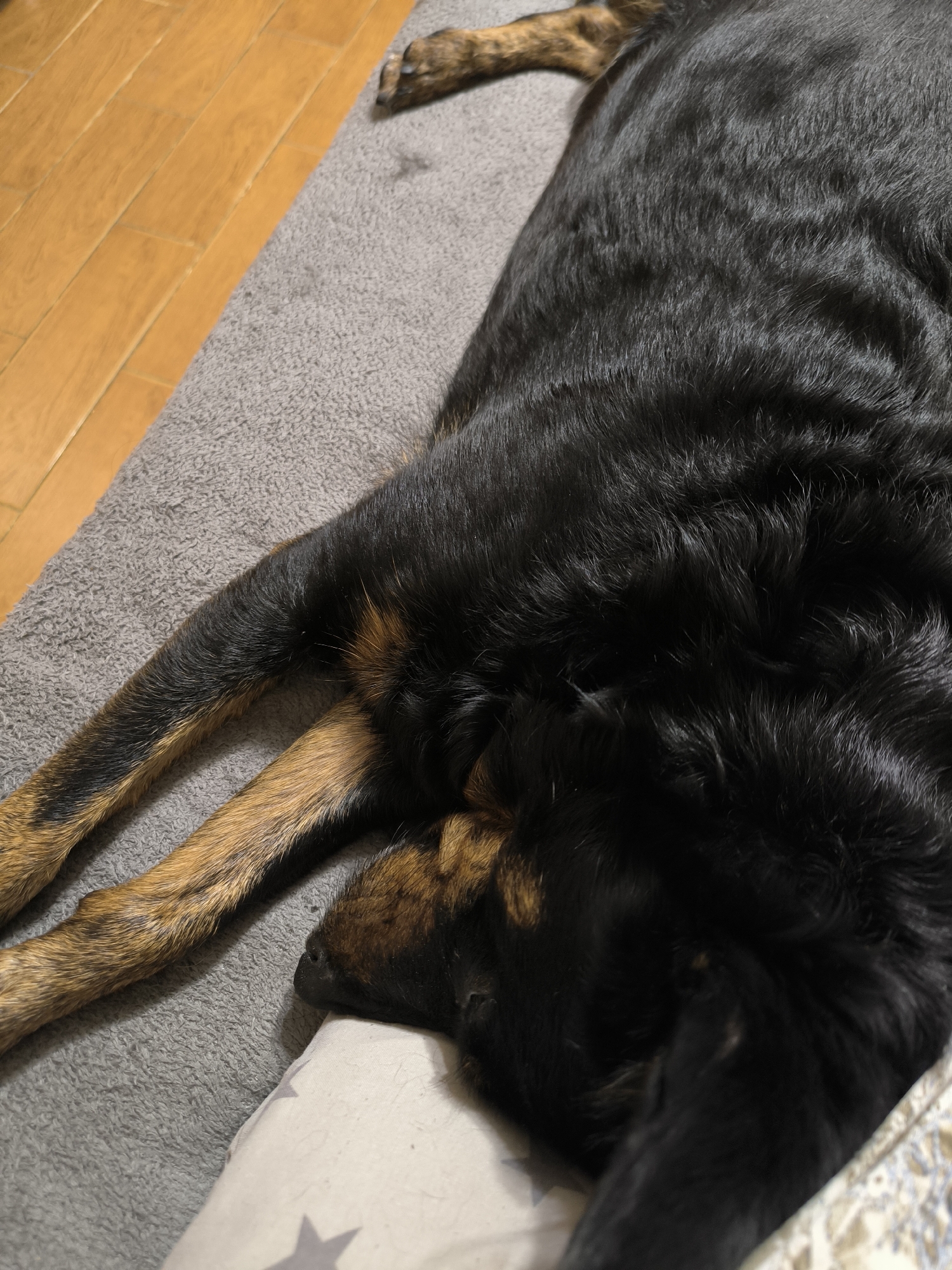 The image shows a close-up, high-angle view of a black and tan dog sleeping on a grey textured mat. The dog's body takes up most of the frame, with its head resting on a pillow with a star pattern. To the left of the mat, a section of light brown wooden flooring is visible. The image does not provide any specific details about the city of Mykolaiv, Ukraine, or any context related to it.