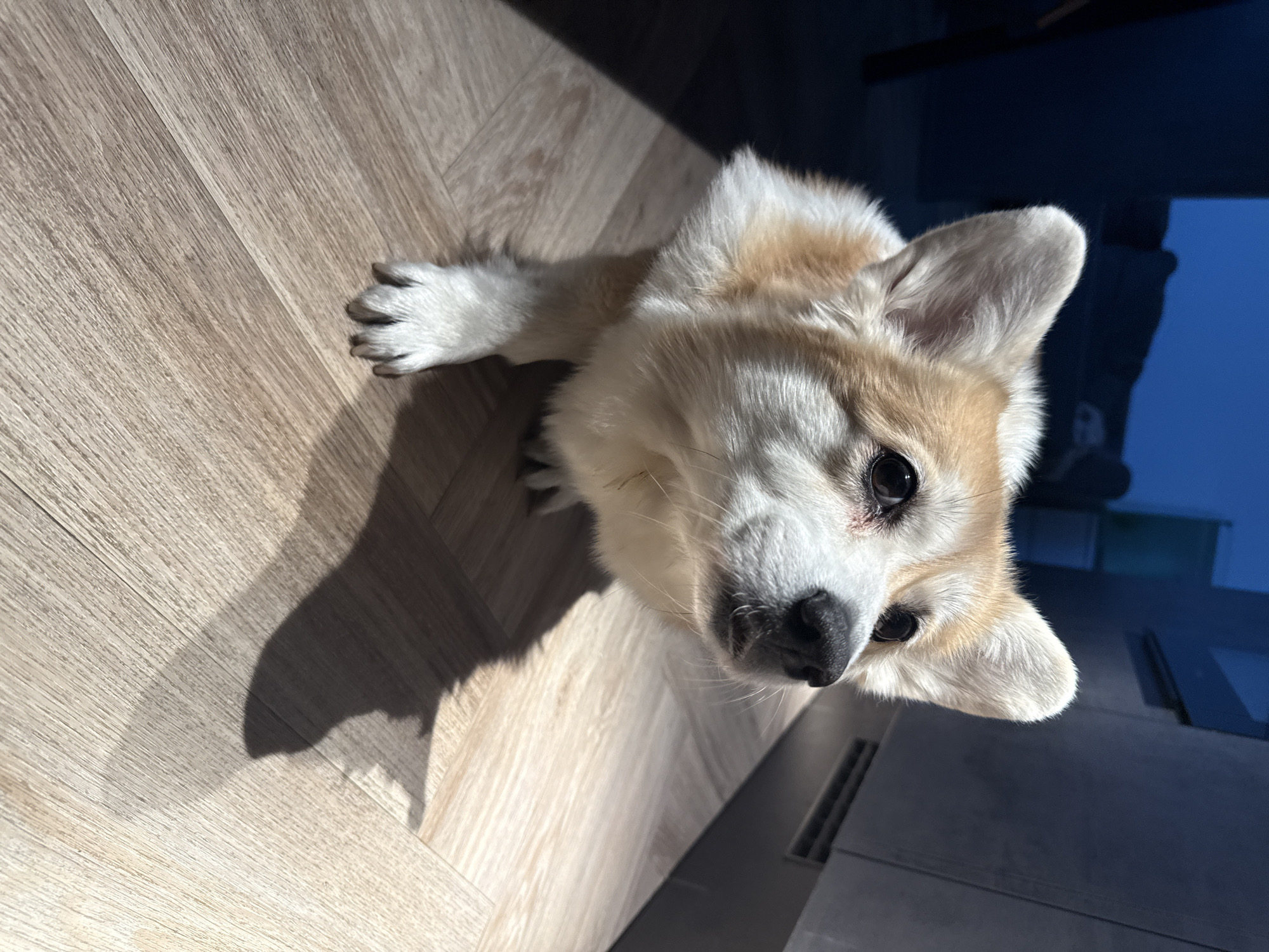 A corgi dog is looking up at the camera on a wooden floor. The dog has a white and tan coat. The flooring appears to be light-colored wood-look laminate or planks laid in a herringbone pattern. The photo is lit with strong sunlight, casting a distinct shadow of the dog onto the floor. Part of a dark object is visible on the right side of the frame. The location is not identified in the city of Krasnoyarsk, Russia or anywhere else.