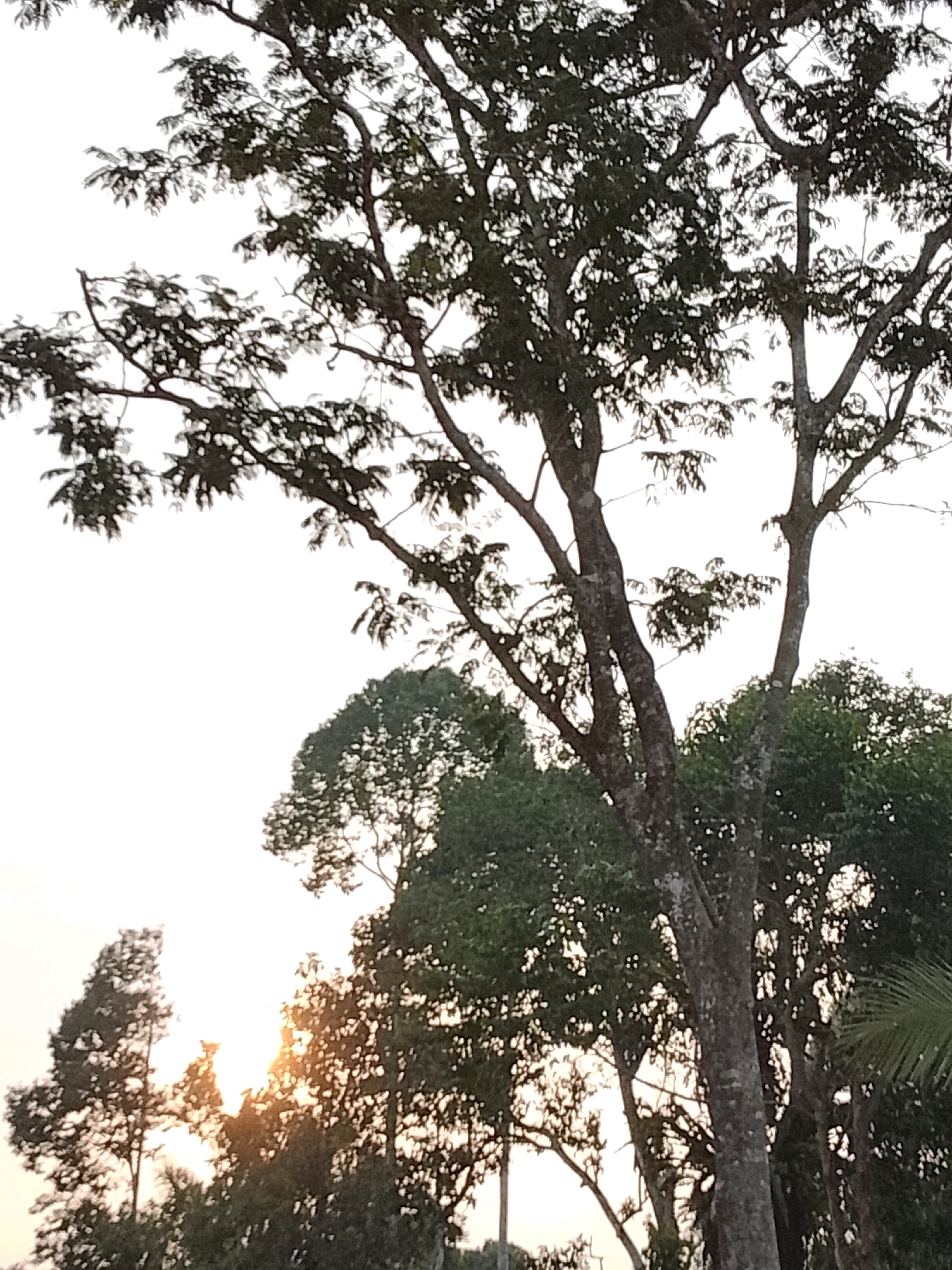 The image depicts a scene with a bright sky, possibly a sunrise or sunset, as the sun's rays are visible through the dense foliage of trees. In the foreground, a large tree with a textured bark dominates the right side of the frame, its branches extending upwards and outwards, casting a silhouette against the bright sky. To the left and in the midground, other trees with lush green leaves are visible. The setting appears to be natural, likely a park or a wooded area, given the presence of mature trees and the general lack of urban infrastructure. The overall atmosphere is serene and natural. The location in Padang Dalom, Indonesia, suggests a tropical environment, consistent with the verdant vegetation. There are no people or discernible human activity in the image.