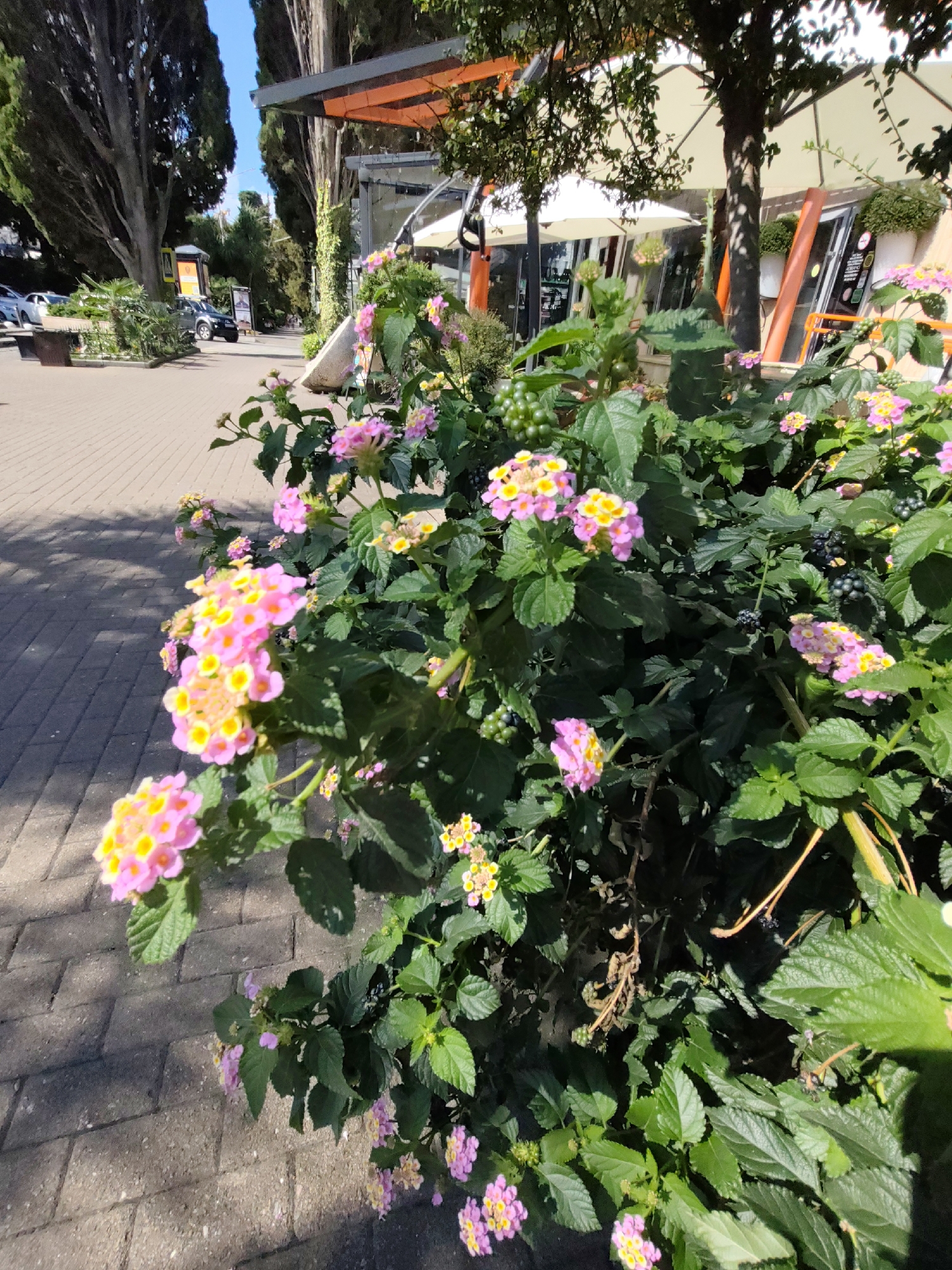 A medium-shot photograph captures a vibrant cluster of Lantana flowers in bloom, their pink and yellow florets creating a striking contrast against the dark green foliage. The flowers are in the foreground, drawing the viewer's eye. Behind them, a paved pathway made of grey rectangular stones stretches into the background, casting dappled shadows from overhead trees. To the right of the pathway, a low wall with orange accents supports planters containing more greenery. Further back, the facades of buildings with large windows and white umbrellas suggest an outdoor seating area, possibly a cafe or restaurant, beneath mature trees with dark trunks and lush green canopies. In the far left background, parked cars and a street sign indicate an urban environment. The overall scene conveys a bright, sunny day in a public outdoor space.