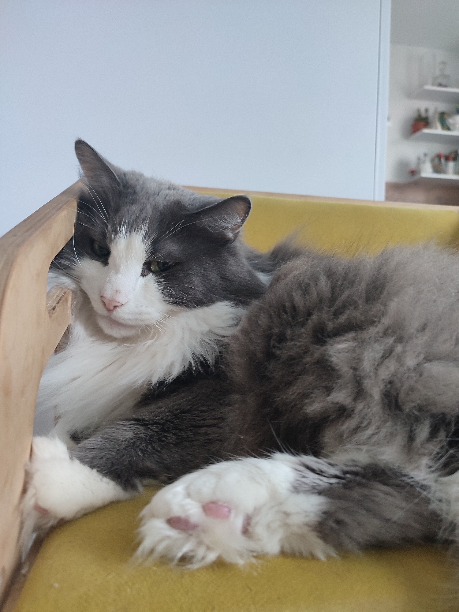 A fluffy, gray and white cat is lying on a yellow surface, possibly a chair or cushion. The cat is facing left, with its head resting on a wooden frame. Its eyes are partially closed, and its pink nose is visible. The cat's paws are white with visible pink pads. The background is out of focus, showing a white wall and a shelf with some items on it. The scene appears to be indoors.