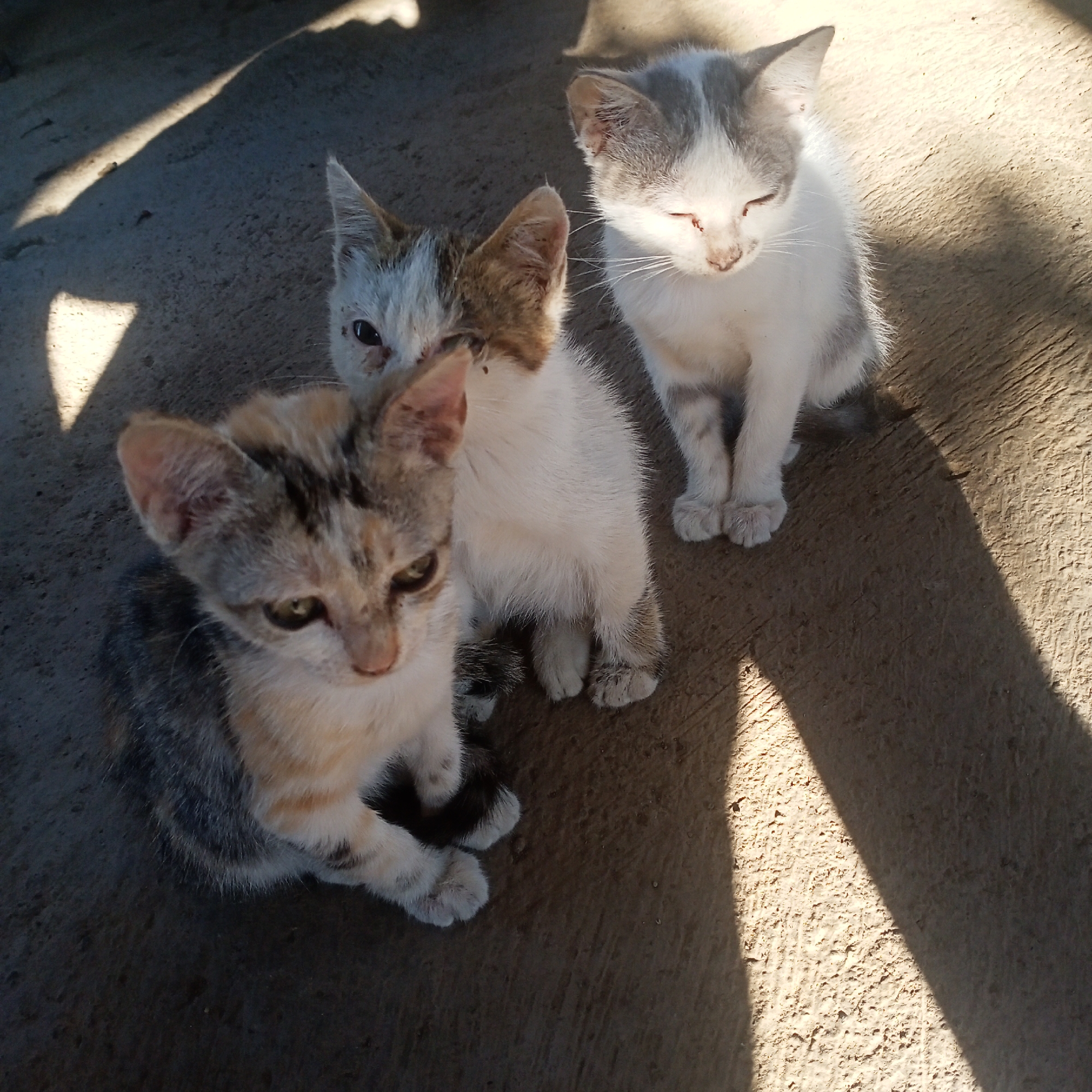 Three kittens are sitting on a concrete surface. The kitten on the right is white with gray markings and has its eyes closed. The kitten in the center is mostly white with brown and gray patches and is looking towards the left. The kitten on the left is a calico with patches of white, orange, and gray fur and is also looking towards the left. Shadows from an unseen object are cast across the concrete. The scene appears to be outdoors, possibly in a residential area in Ketowan, Indonesia, given the concrete ground and the presence of domestic animals.