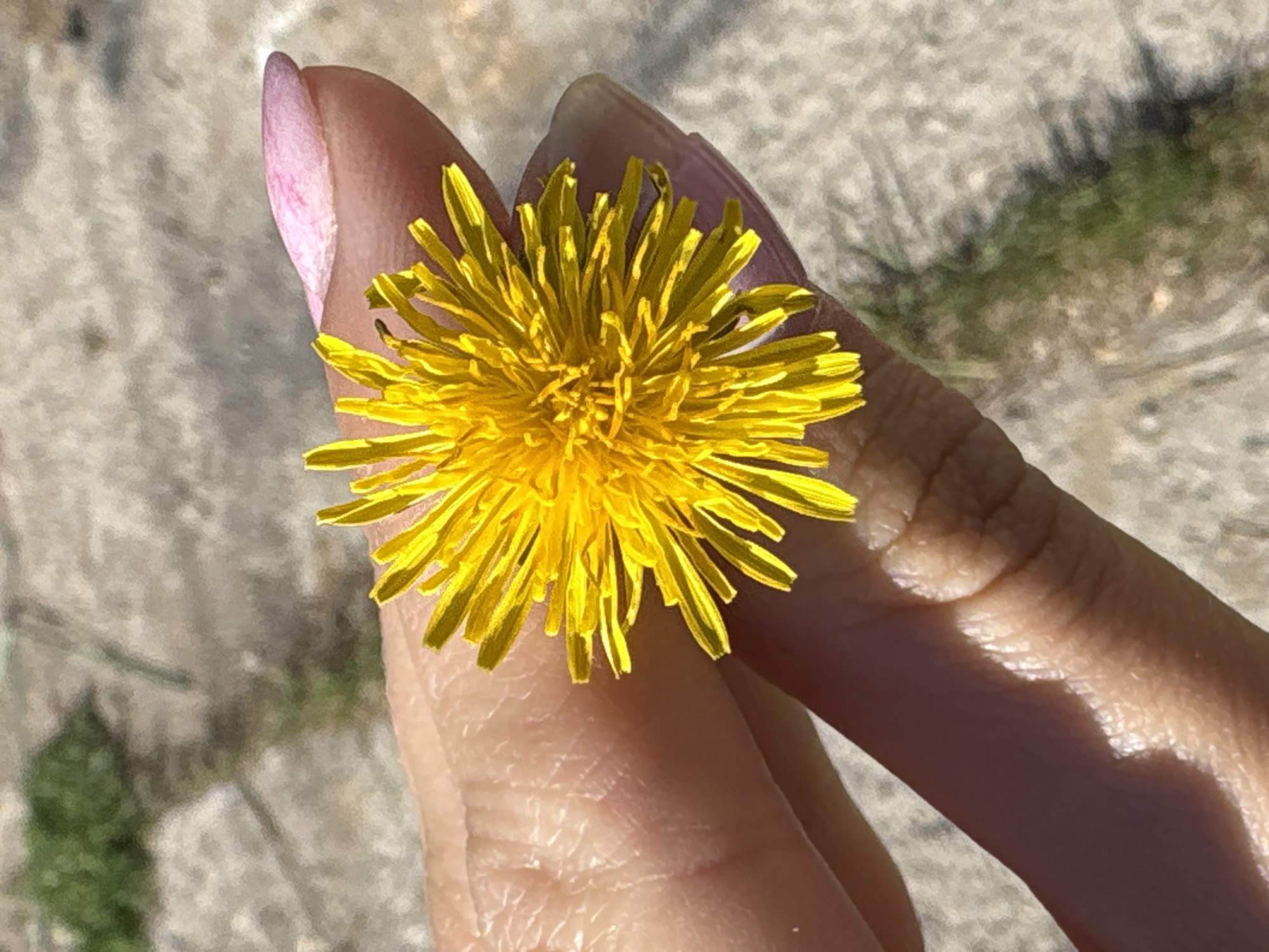 A close-up image shows a yellow dandelion flower held between two fingers of a hand. The fingernail of the uppermost finger is painted a light pink color. The background is a blurred view of what appears to be a paved or graveled surface. No information from the image suggests the location is Perm, Russia.