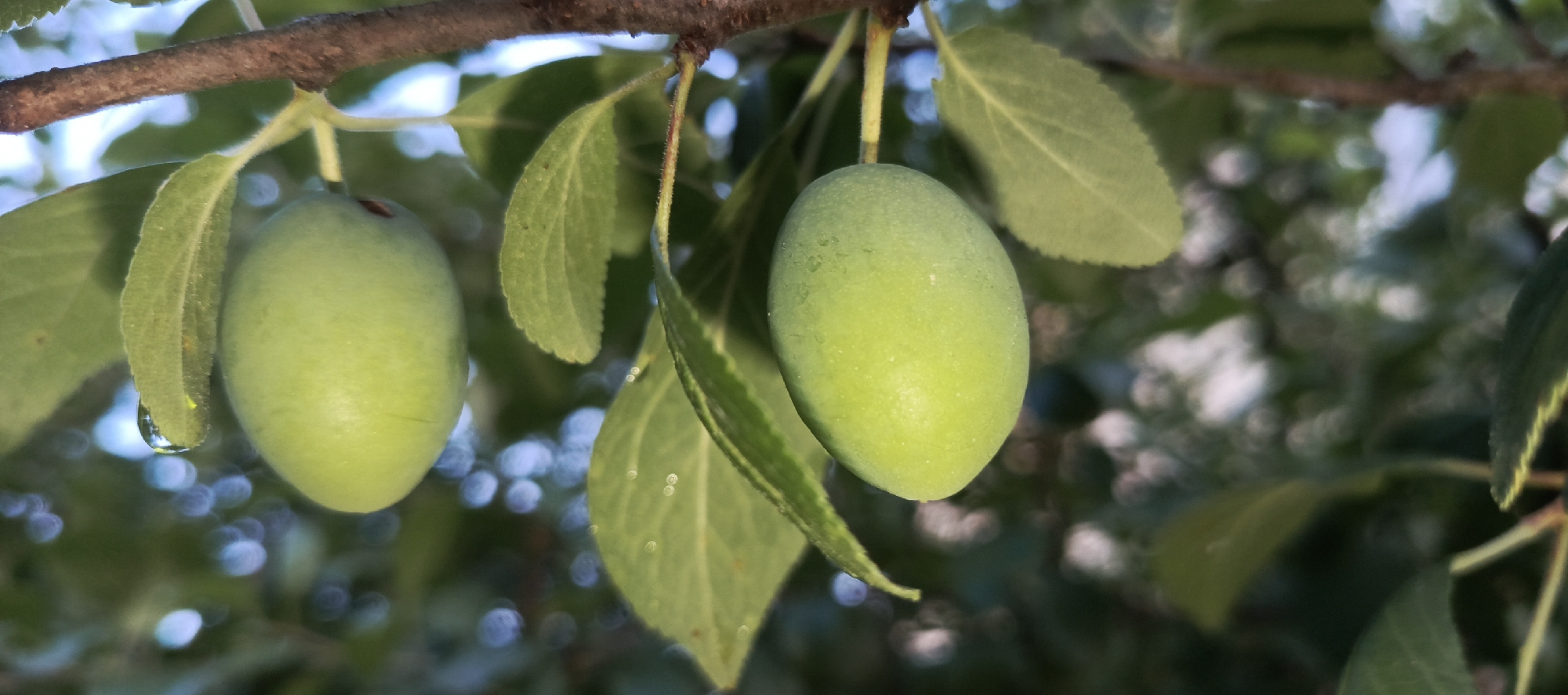 This is a close-up, eye-level, outdoor shot of two unripe green plums hanging from a tree branch. The plums are oval-shaped and a vibrant green color. The left plum has a small water droplet clinging to its underside. The branch is brown and rough, with green leaves surrounding the fruit. The background is softly blurred, showing more green foliage and hints of sunlight filtering through. The image appears to have been taken in a natural, possibly garden or orchard setting. The location of Мерчалово Снт, Russia, is not visible within the image itself.