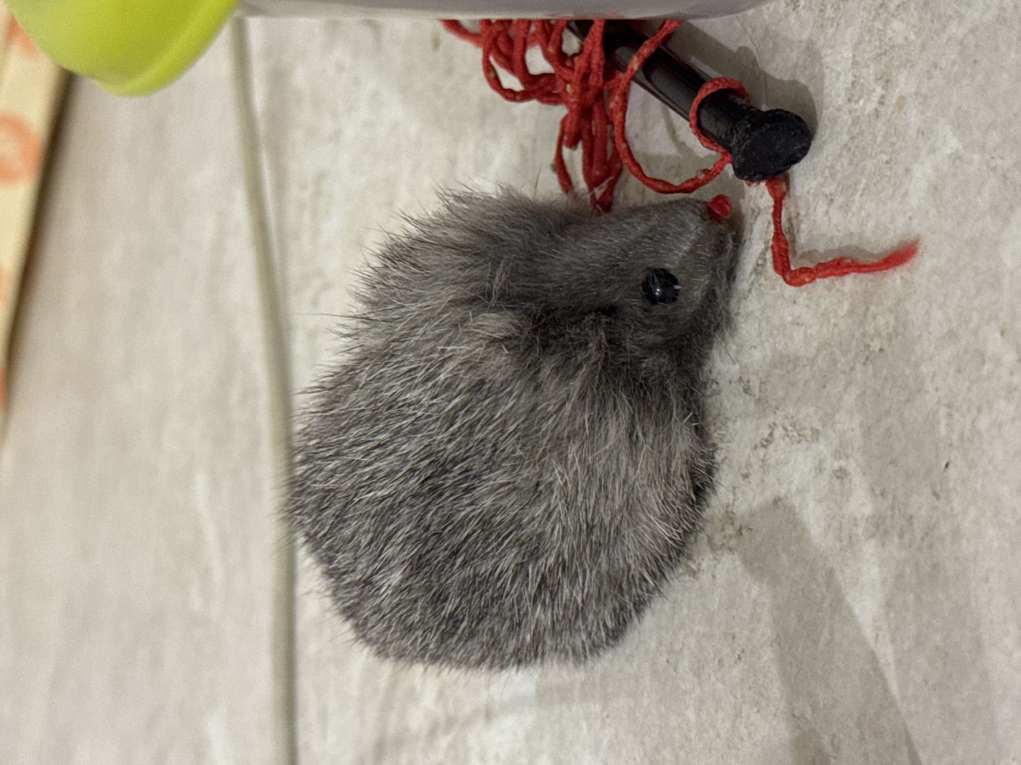 A close-up, eye-level shot shows a small, grey, furry toy mouse lying on a speckled, tiled surface. The mouse's fur is fluffy and gray, with a tiny black eye visible on its right side. A thin red string is attached to the mouse, trailing off to the right side of the frame where it is wrapped around a black object with a red cap. The background is out of focus, but appears to be a continuation of the tiled surface and possibly a white container to the right. The lighting suggests an indoor environment, likely a home. There is no indication of the city of Saratov, Russia.
