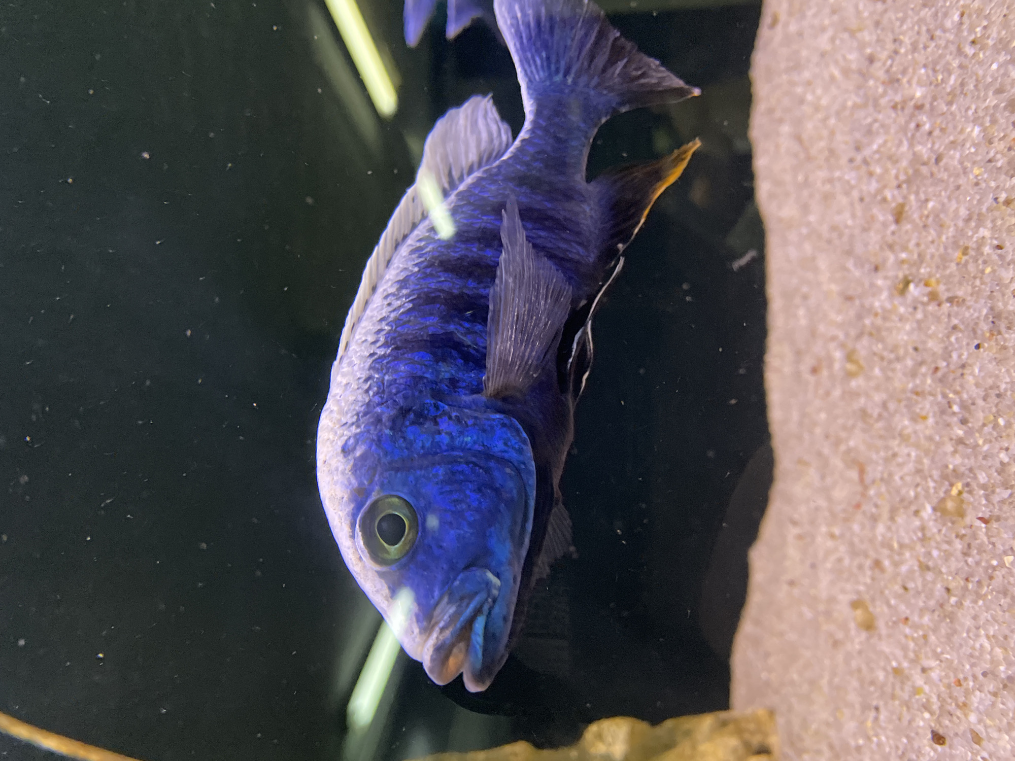 A close-up shot shows a bright blue fish with yellow accents on its fins swimming in an aquarium. The backdrop consists of a dark background and a patch of light-colored sand. The exact location (Minsk, Belarus) of the scene cannot be determined from the image alone.