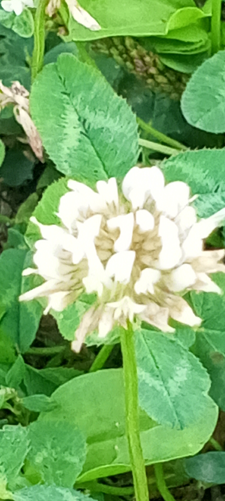 A close-up shot captures a white clover flower in bloom, its delicate petals unfurling against a backdrop of lush green clover leaves. The flower's center is a cluster of small, light brown florets, some of which appear slightly dried or wilting. The surrounding leaves are a vibrant green, with some exhibiting lighter green markings in a V-shape pattern characteristic of clover. The image's depth of field is shallow, focusing primarily on the flower and its immediate surroundings, with the background softly blurred. The lighting suggests a daytime scene, possibly outdoors in a natural setting. The specific location in Dyurtyuli, Russia, is not discernible from the visual information provided in the image.