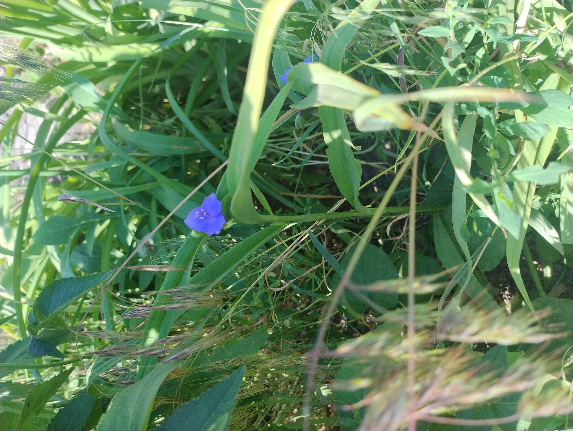 A solitary, vibrant blue flower with yellow stamens stands out amidst a dense thicket of green foliage and tall grasses. The flower is positioned slightly off-center to the left of the frame, its delicate petals reaching upwards. The surrounding vegetation is a mix of broad, dark green leaves and slender, lighter green blades of grass, some of which have drooping seed heads. The lighting suggests a bright, sunny day, casting shadows and highlighting the textures of the plants. The background is softly blurred, indicating a shallow depth of field, and hints at a natural, outdoor environment, possibly a garden or a wild patch of land. The image appears to be taken at ground level, looking up into the plants.