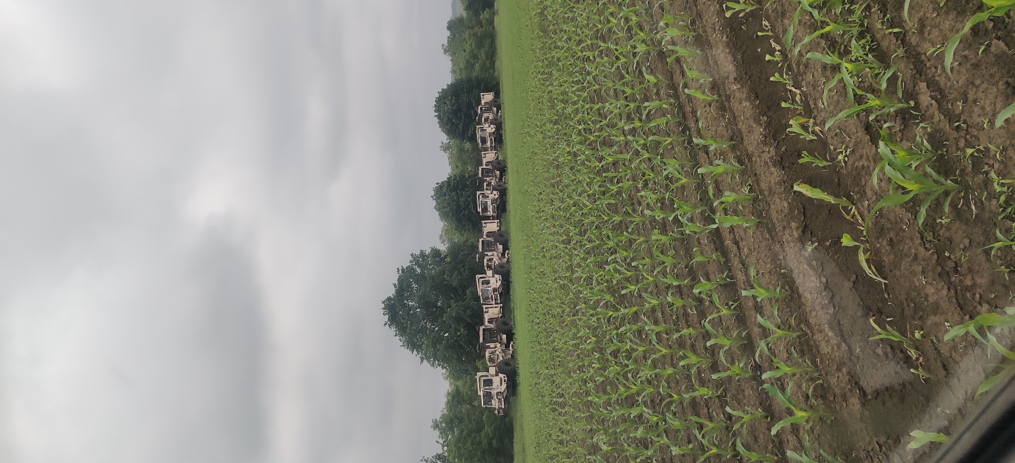 A line of beige, heavy-duty construction vehicles, possibly bulldozers or excavators, are parked on a grassy area at the edge of a field of young corn plants. The vehicles are lined up horizontally across the image, with trees visible behind them. The sky is overcast and grey. The cornfield extends from the bottom of the image towards the vehicles.