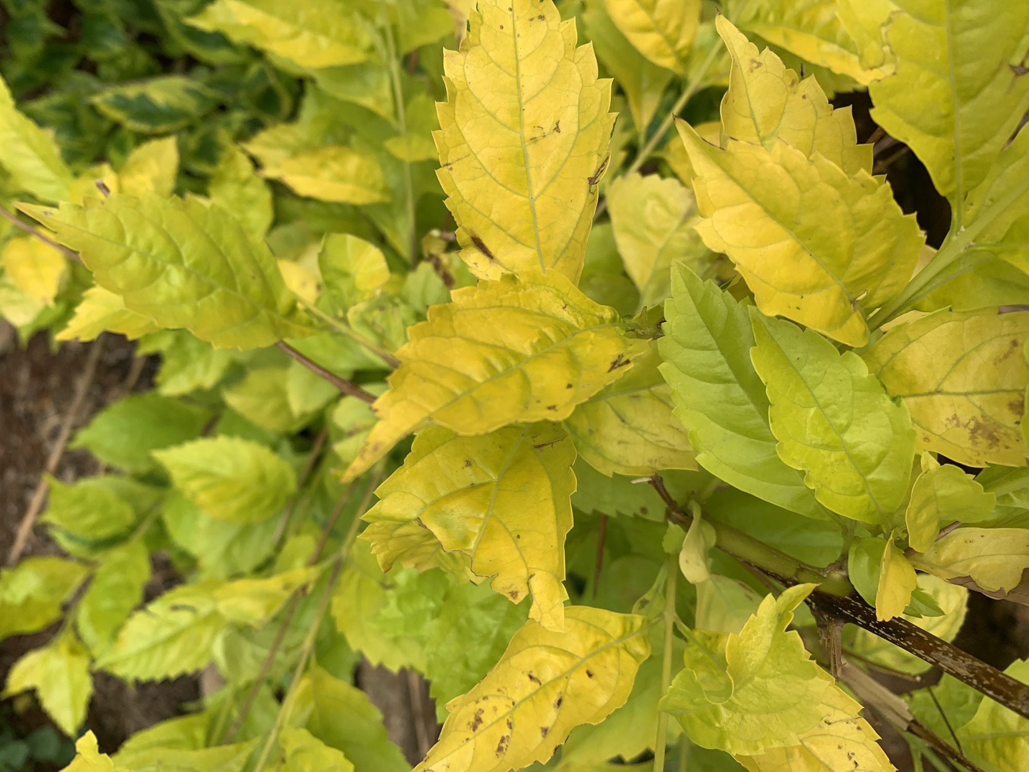 The image shows a close-up of leaves from a plant. The leaves are a mix of yellow and green colors. The focus is on the leaves, with a stem visible in the lower right. The presence of specific details about Rafin Par, Nigeria is not discernable from this image.