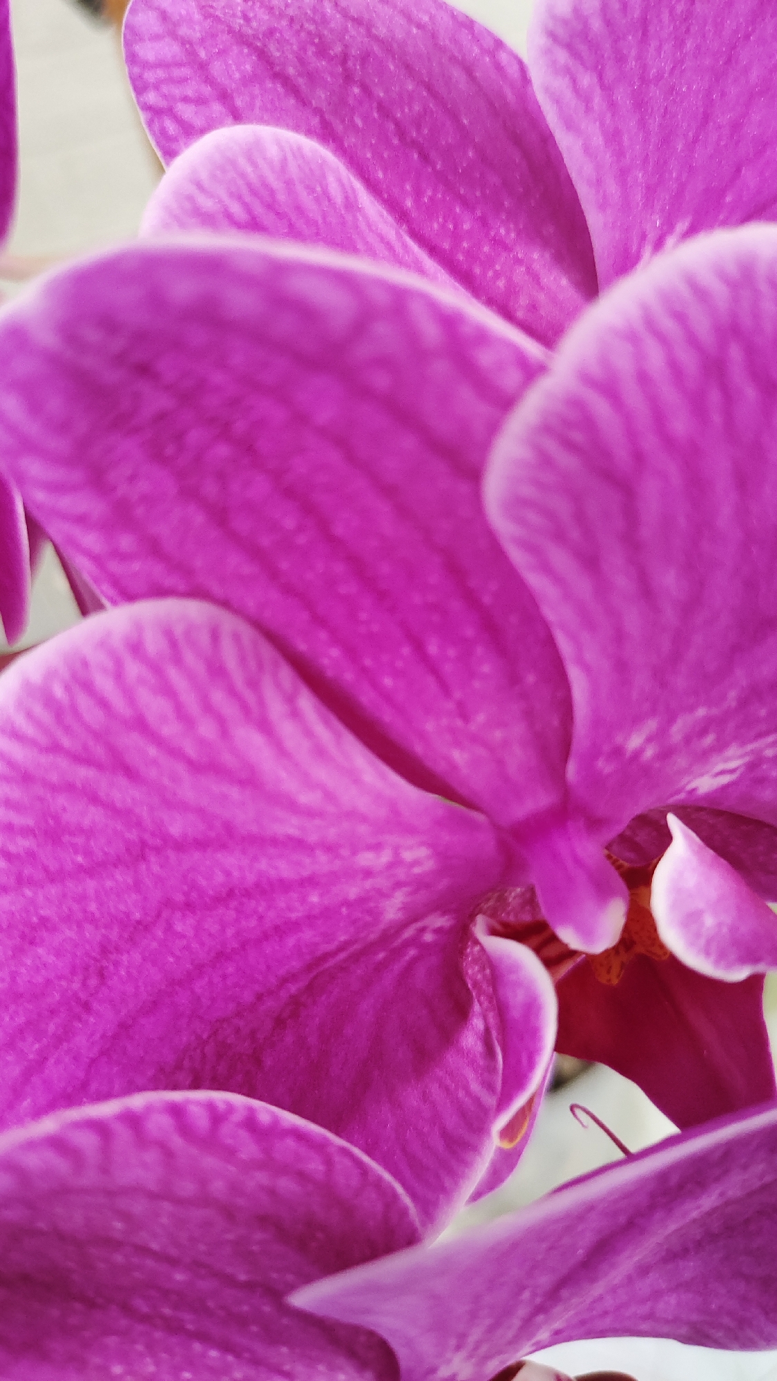 The image is a close-up, macro photograph of a vibrant pink orchid flower. The petals are soft and velvety, with delicate veins running through them, creating a textured and intricate pattern. The focus is sharp on the center of the flower, revealing a deeper red hue and intricate details within the bloom. The surrounding petals are softly blurred, giving the image a sense of depth and drawing the viewer's eye to the focal point. The lighting is soft and natural, highlighting the rich color and delicate structure of the orchid. The background is a light, neutral color, which further accentuates the beauty of the flower. The image captures the exquisite details and natural beauty of this particular orchid blossom. The location is Unknown, Unknown.
