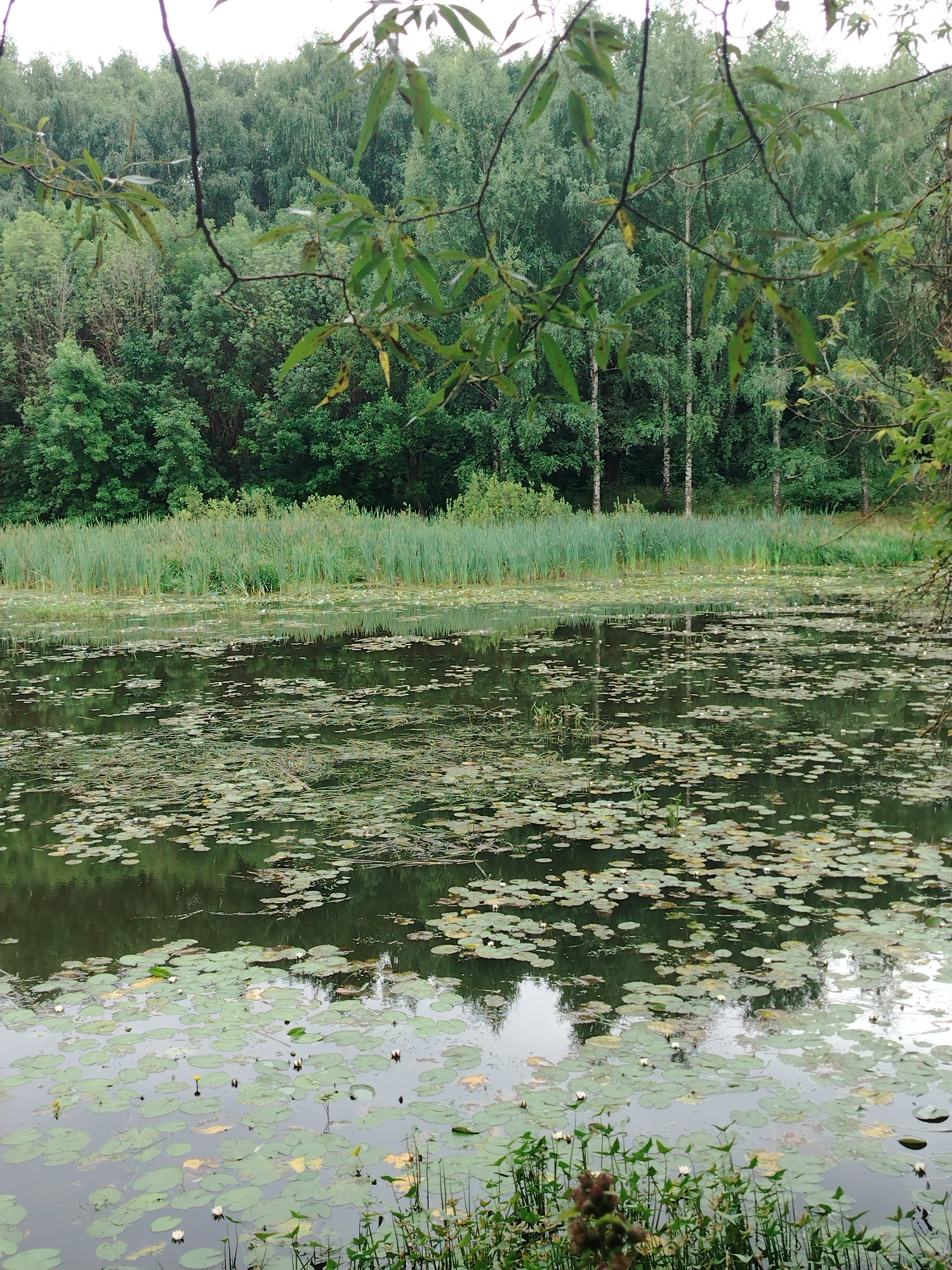 The image depicts a serene natural scene of a pond teeming with water lilies, bordered by tall reeds and a dense forest in the background. The water's surface is covered with numerous lily pads of varying sizes, interspersed with a few white and yellow water lily blossoms. The reeds create a lush green barrier between the water and the forest. The forest itself is a mix of deciduous and coniferous trees, forming a thick canopy that dominates the upper portion of the image. The sky is overcast, casting a soft, diffused light on the entire landscape. There are no people visible in the scene, and no signs of urban development are apparent. Based on the flora and the natural setting, this image could be representative of a park or a natural reserve within the city of Moscow, Russia, such as Serebryany Bor or Tsaritsyno Park, where similar bodies of water and dense woodlands are common features.