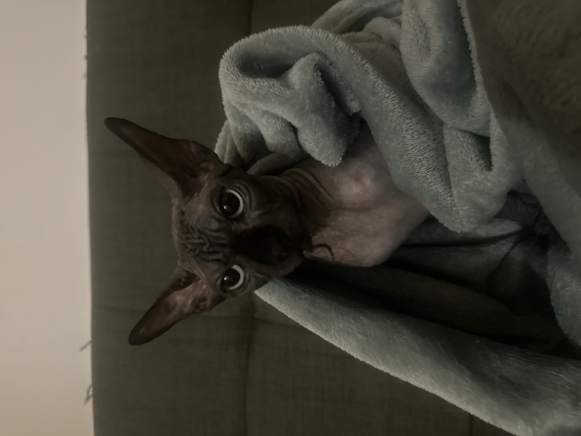 A hairless cat is wrapped in a light blue blanket and sitting on a dark green couch. The cat has large ears and wide, expressive eyes. The background is a plain wall. There is no visible information that can link this image to the city of Budva, Montenegro.