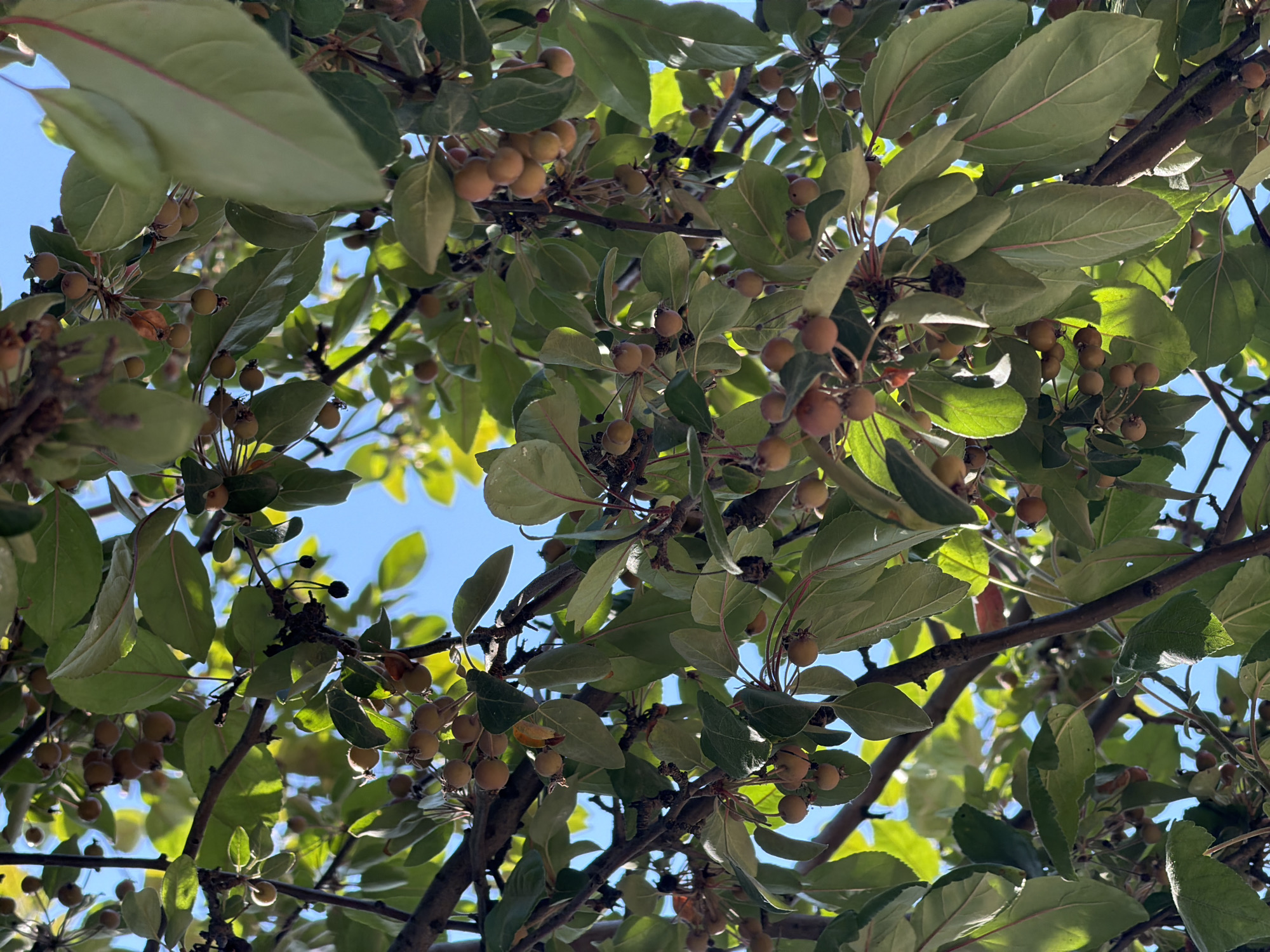 An eye-level, full shot captures the branches of a tree laden with small, round, reddish-brown fruits, set against a bright blue sky. The scene is abundant with green leaves, some of which are tinged with red along their veins and edges. Sunlight filters through the foliage, creating dappled patterns of light and shadow. The image is oriented vertically, with the majority of the frame filled with the fruit-bearing branches and leaves. The context of Köprübaşı, Turkey, suggests this may be an orchard or a naturally occurring tree in a park or natural area within the city.