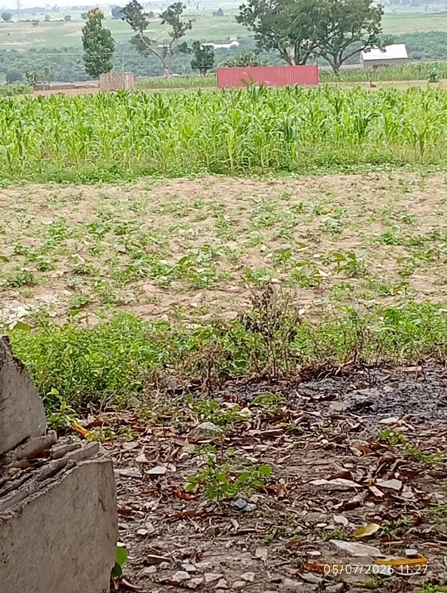 The image depicts a rural landscape with agricultural fields and vegetation. In the foreground, there is a patch of dry, uncultivated land with scattered debris and some sparse green growth. To the left, a portion of a concrete structure is visible, appearing to be weathered and possibly part of a construction or boundary. Further back, a field of tall green corn stalks dominates the mid-ground. Beyond the cornfield, there are trees, a small brick building, and a red corrugated metal structure in the distance. The background shows rolling hills and a hazy sky, suggesting an open, outdoor environment in a seemingly undeveloped or agricultural area. The date stamp "05/07/2026 11:27" is visible in the bottom right corner of the image. The location is identified as Bana Stream, Nigeria.