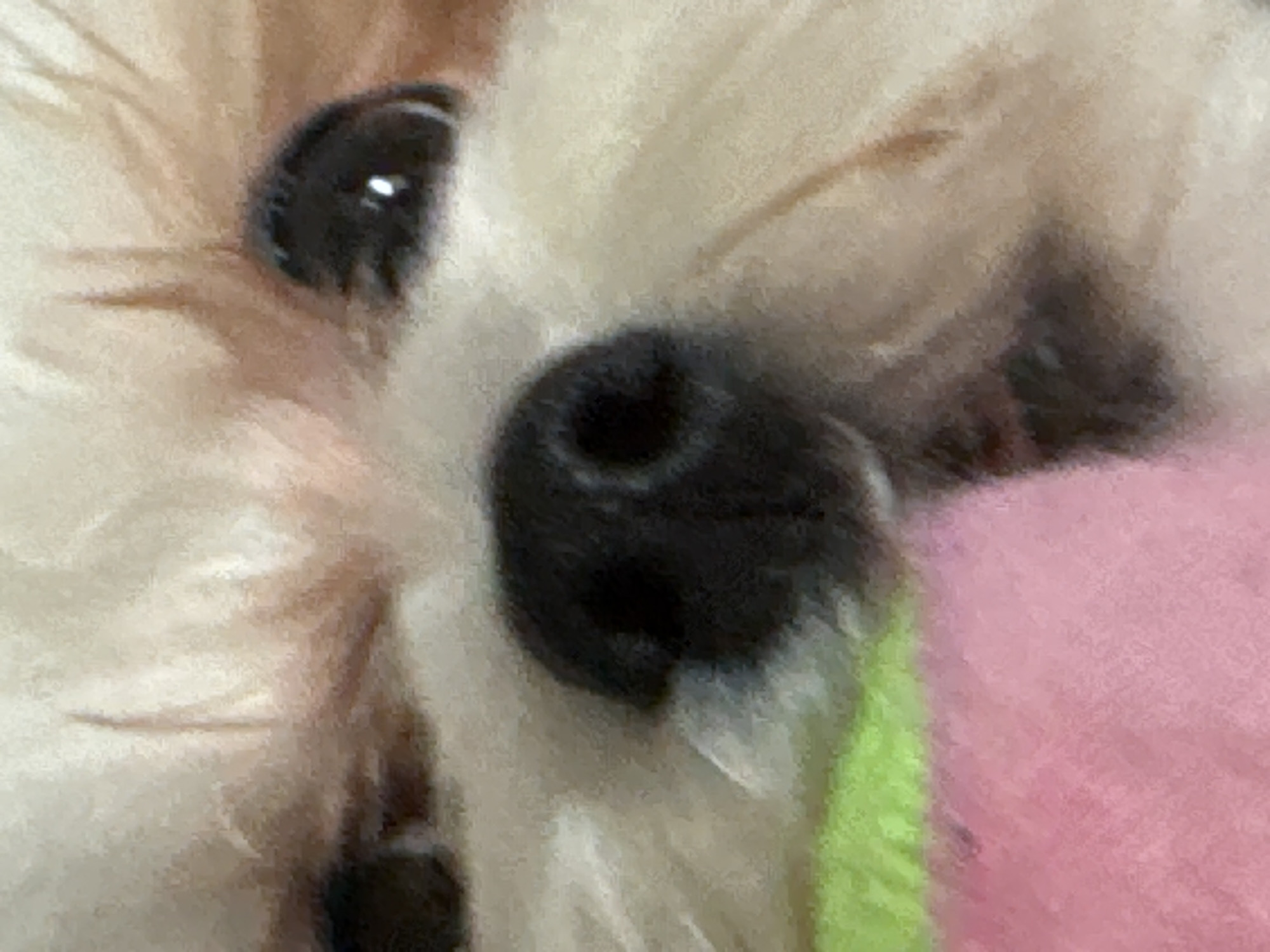 A close-up, slightly blurry image shows the face of a light-colored dog, likely a Shih Tzu or similar breed, with a pink and green object in the foreground. The dog's black nose and dark eyes are visible. The fur is fluffy and appears light beige or cream-colored. The pink object is soft and fuzzy, possibly a toy or blanket. The green object is a strip of bright green fabric. The background is out of focus and appears to be a light, neutral color. There is no indication of Mikhaylovsk, Russia, in the image.