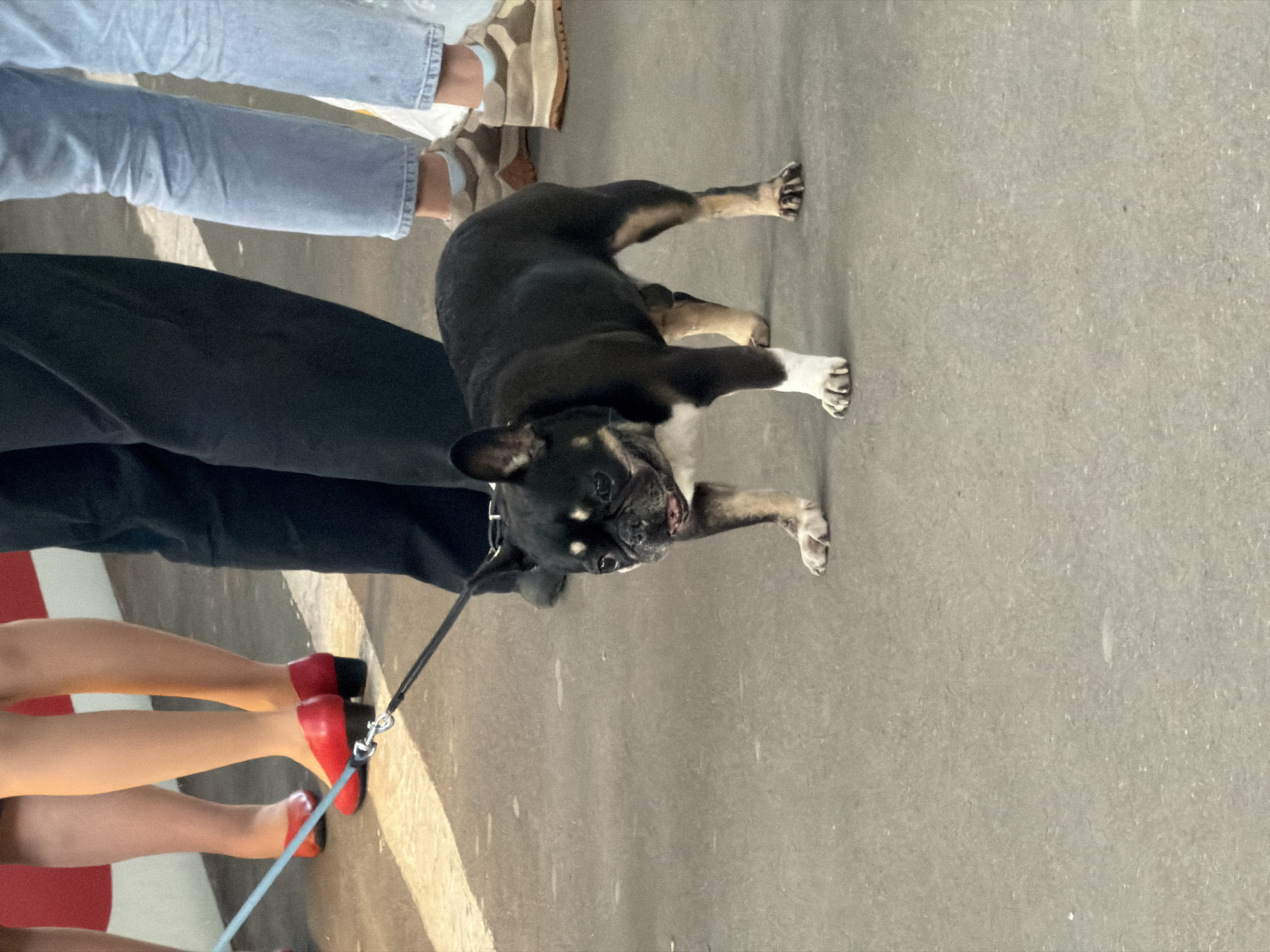 A downward angle image shows a black and tan bulldog on a leash, with parts of the figures of three people also visible. The dog has white paws, and a white chest. The legs of one person are visible, wearing light blue jeans and tan shoes. The legs of another person are visible wearing black pants, and the legs of a third person are visible wearing red heeled shoes. The location is Moscow, Russia.