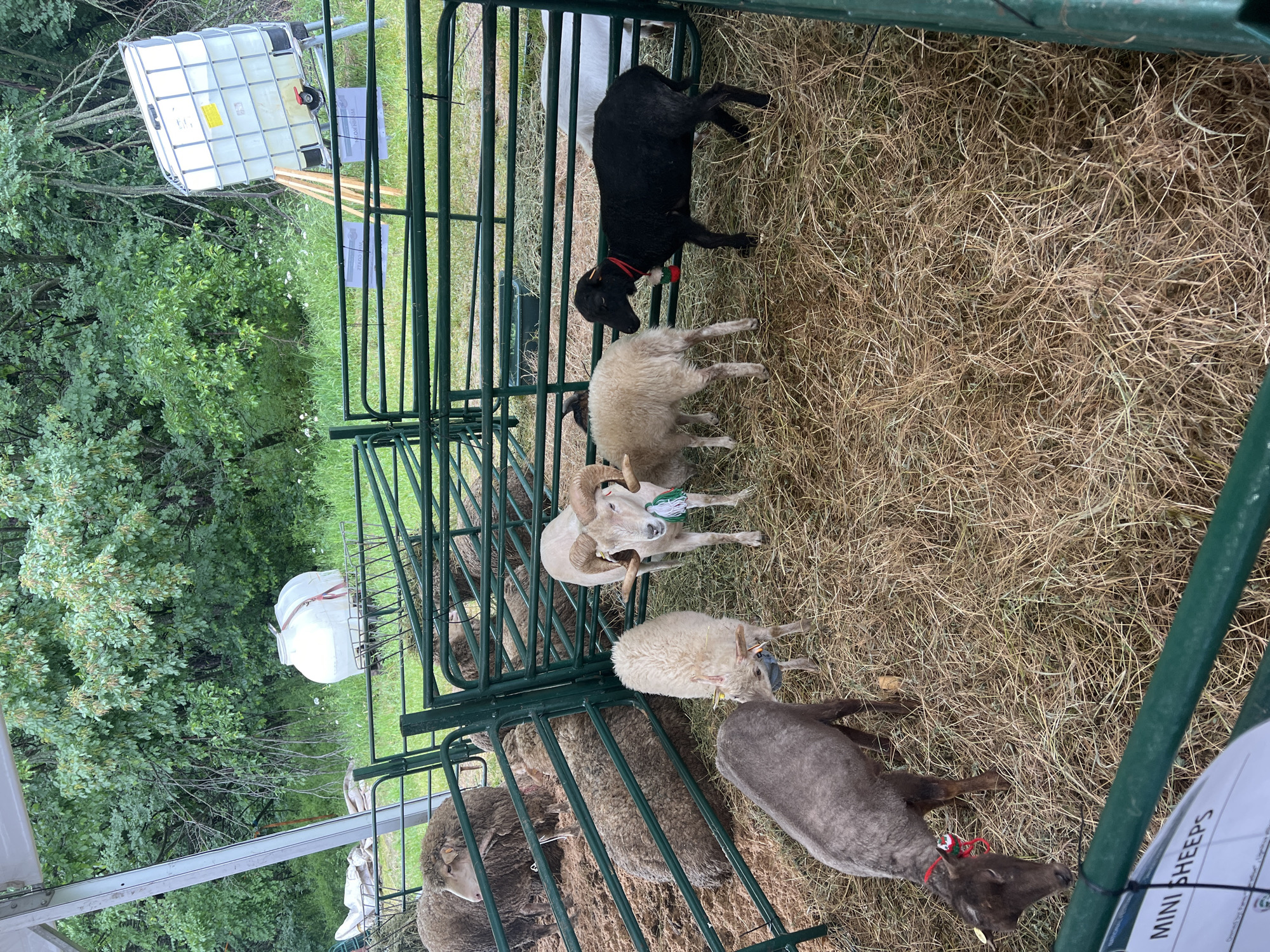 The image shows a pen of sheep and a black dog in a grassy area, likely a farm or agricultural setting. The pen is constructed of green metal bars. There are multiple sheep with varying colors of wool, including white, brown, and grey. At least one sheep has horns. The black dog has a red collar. A white water container is partially visible in the background, along with trees and vegetation. The location is not evident in the image.