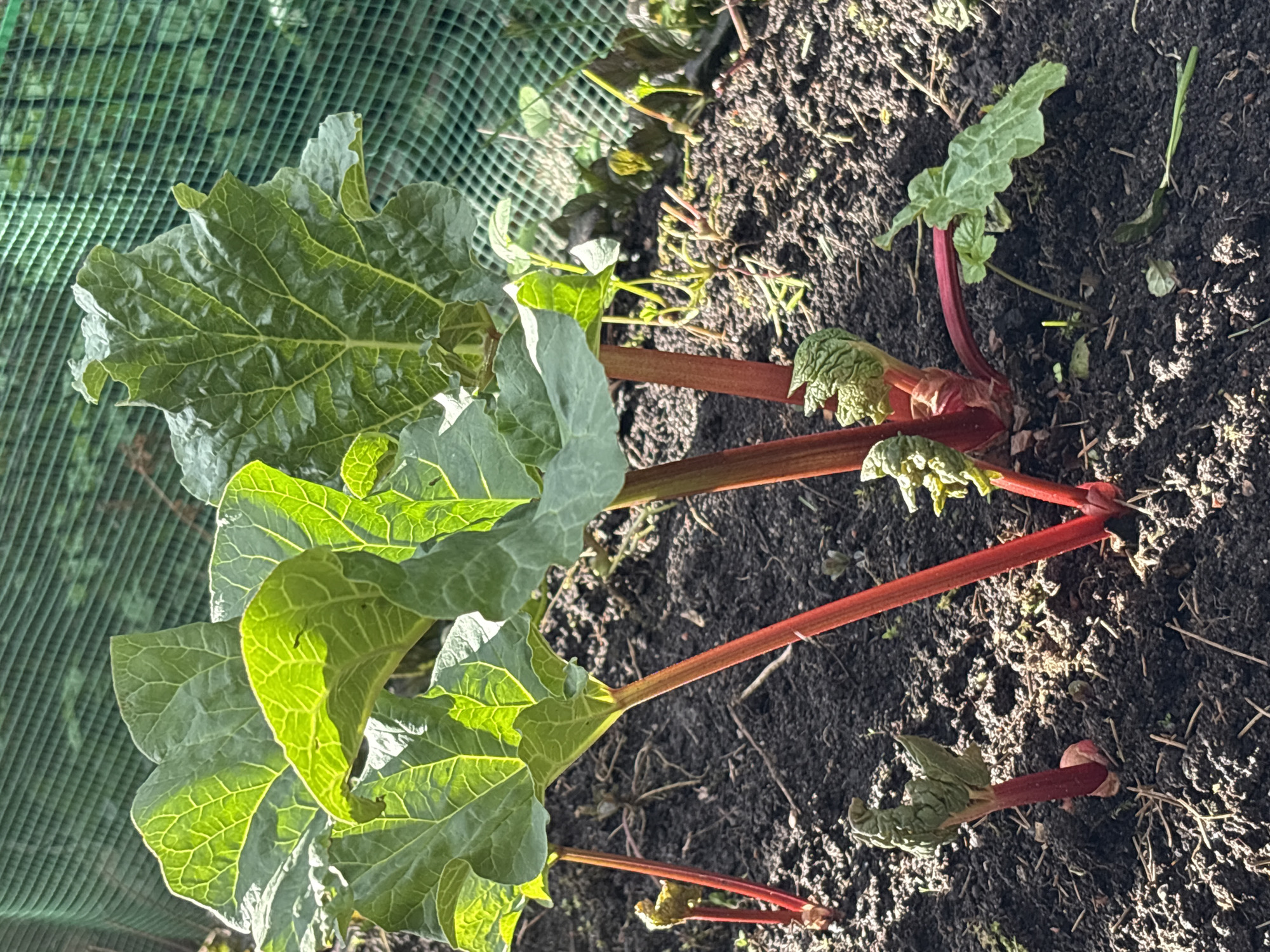 The image shows a rhubarb plant growing in dark soil, possibly in a garden or cultivated area. The plant features large, green leaves with prominent veins. Several bright-red stalks are emerging from the base of the plant. A green mesh netting appears in the background, partially obscuring some foliage. The location in the city of Ленинградская, Russia, is not discernible from the visual elements in the photograph.
