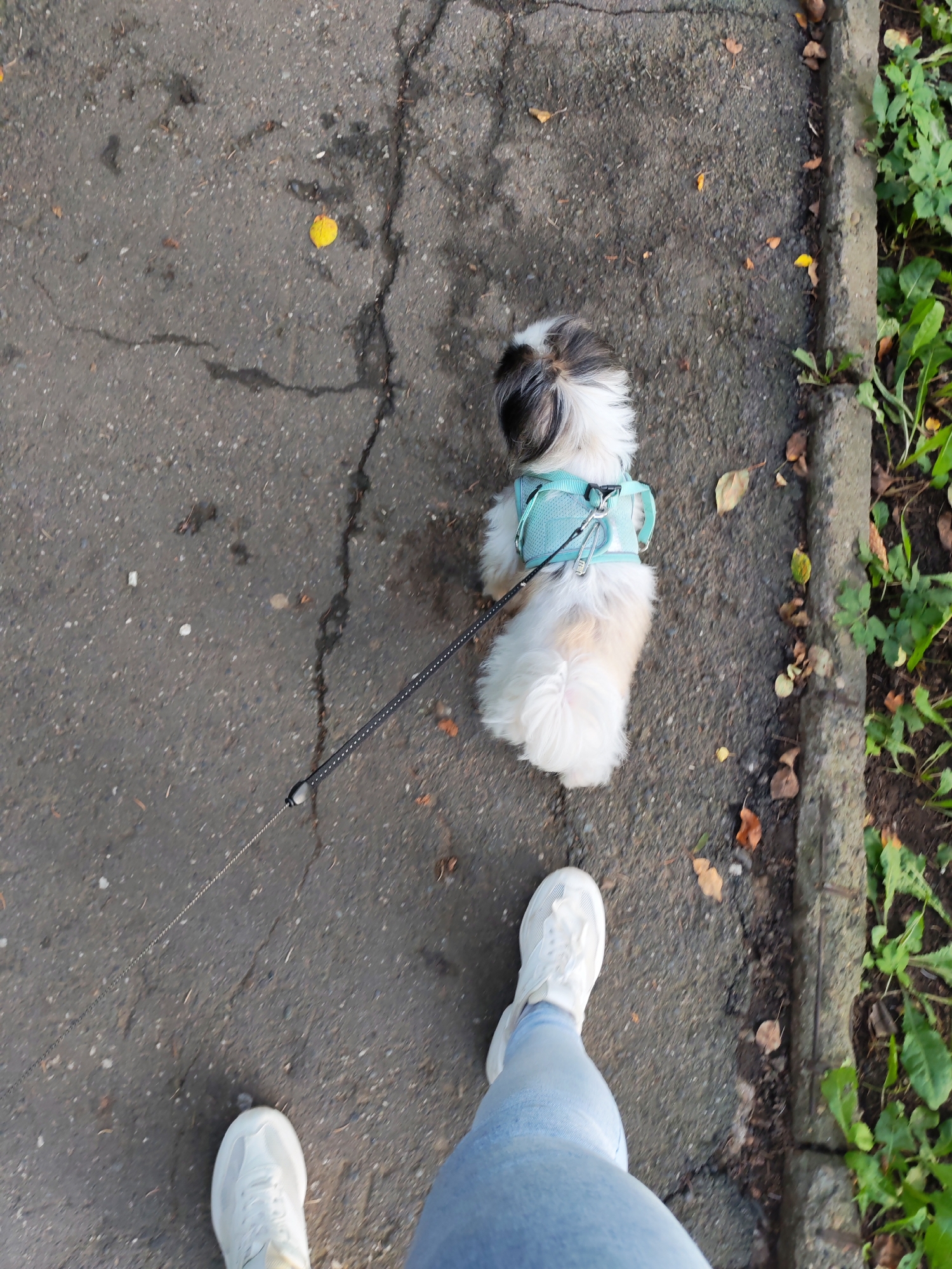 The image depicts a top-down view of a person's legs and feet, clad in light blue jeans and white sneakers, walking alongside a small, fluffy dog on a leash. The dog, a Shih Tzu or similar breed, is wearing a light blue harness and appears to be walking ahead of the person. The scene takes place on a cracked asphalt surface, possibly a sidewalk or path, bordered by a concrete curb and lush green vegetation. Scattered fallen leaves, some yellow and brown, suggest an autumn or early fall setting. The overall environment appears to be an outdoor urban or suburban area. There is no specific visual information in the image that would allow for the precise identification of the location as Izhevsk, Russia.