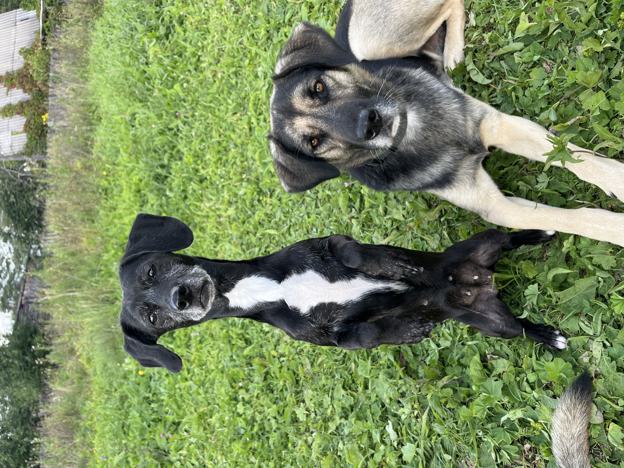 Two dogs are in a grassy outdoor area. The dog on the left is black with a white chest patch and is standing on its hind legs. The dog on the right is a German Shepherd mix lying down. The background shows a wooden structure with a corrugated roof and trees, consistent with a rural or semi-rural setting in Nizhny Tagil, Russia. The ground is covered in green grass and some low-lying plants.