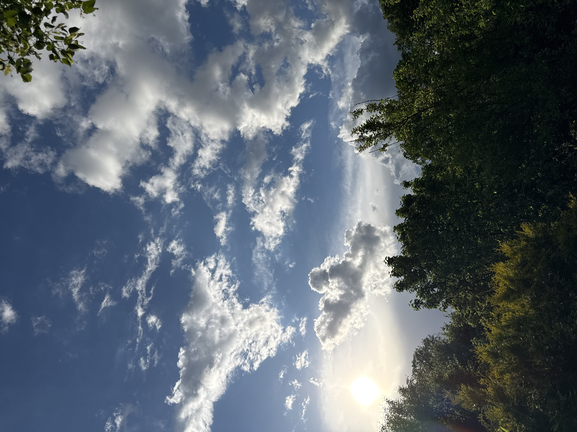 The image depicts a daytime scene with a clear blue sky dotted with white, fluffy cumulus clouds. Sunlight shines through the clouds, creating a bright glare in the lower center of the frame. The edge of tree foliage is visible along the upper right and left sides, suggesting the viewer is looking up from beneath trees. The sun's location indicates it is positioned in the southern sky. Without additional information, the exact location in Sapronovo, Russia, cannot be determined. There are no visible people or specific objects beyond the sky, clouds, trees, and sunlight.