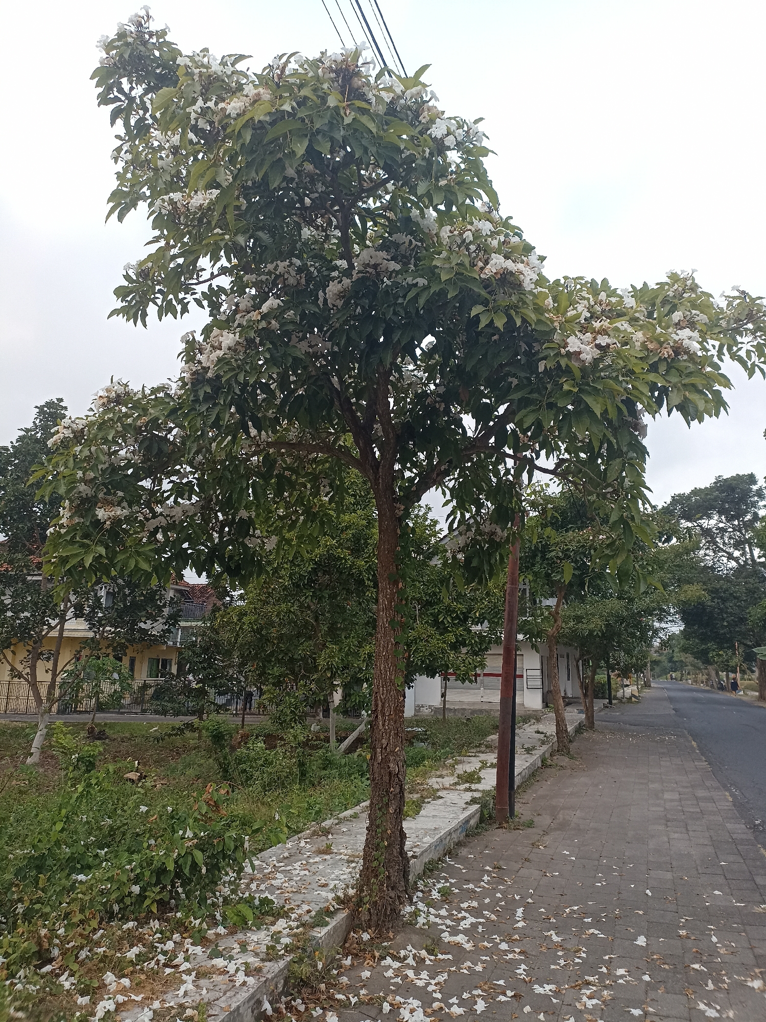 In Mojopanggung, Indonesia, a medium-sized tree with white flowers and green leaves stands prominently on the left side of a paved sidewalk. Fallen white petals are scattered across the sidewalk and the concrete curb. Behind the tree, a two-story building with yellow and white walls is visible, featuring windows and a red-tiled roof. Further back, a street runs to the right, with a few trees lining its edge. The sky above is overcast and grey.