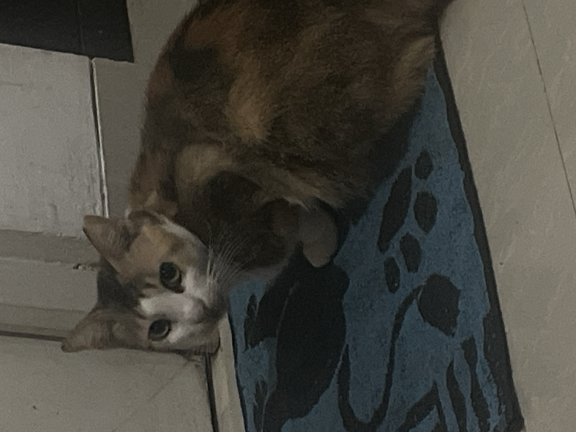 A calico cat with white, brown, and black patches on its fur sits on a blue mat with a black design. The cat is facing to the left of the frame, with its head turned towards the camera. Its eyes are wide open and its ears are perked. The cat is in an indoor setting, with a white wall and a dark area visible in the background. The mat appears to be a doormat, with a raised pattern on its surface. The lighting is dim, creating a slightly shadowy effect.