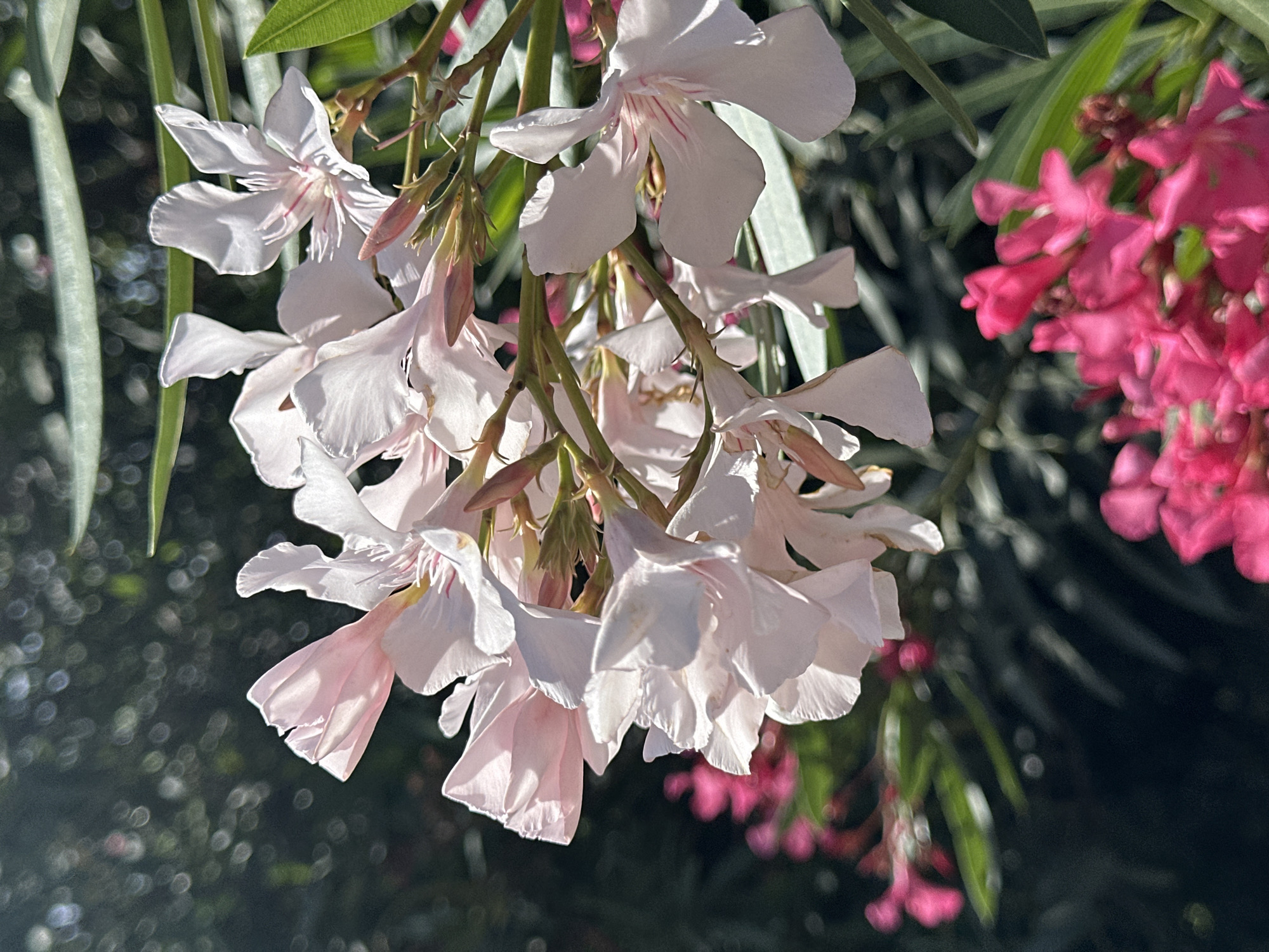 The image shows a close-up of oleander flowers in bloom. The primary cluster features white or light pink blossoms, with some petals exhibiting delicate pink veining. Buds and stems of the oleander are also visible within this cluster. To the right, partially out of focus, are clusters of pink oleander flowers. The background is a mix of dark and light green foliage, with bokeh effects suggesting filtered sunlight. The photograph likely captures a moment in a garden or natural setting, consistent with the Mediterranean climate and flora of Budva, Montenegro.