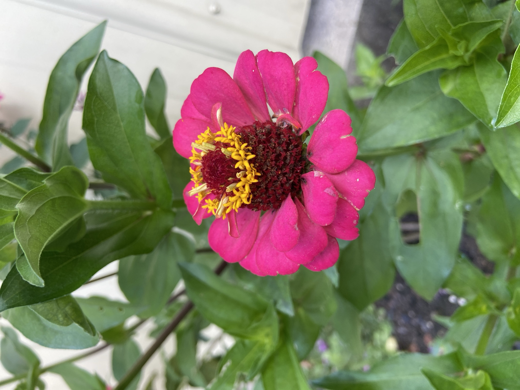 A close-up, eye-level shot focuses on a vibrant pink zinnia flower with a dark red center and yellow stamens. The flower is surrounded by lush green leaves. In the background, a blurred white structure, possibly a fence or a building, is visible. The setting appears to be an outdoor garden within the city of Zaymordok, DNP, Russia.
